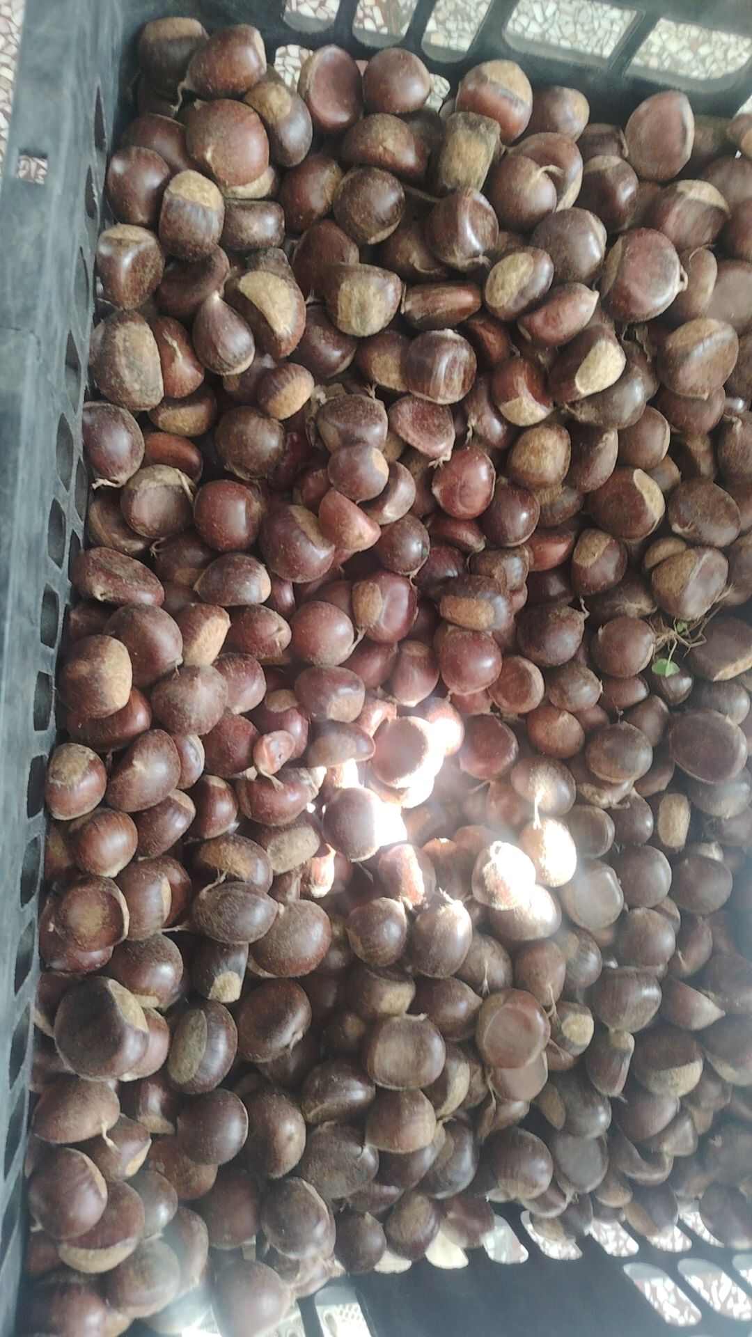 云南楚雄特产好剥皮板栗统货