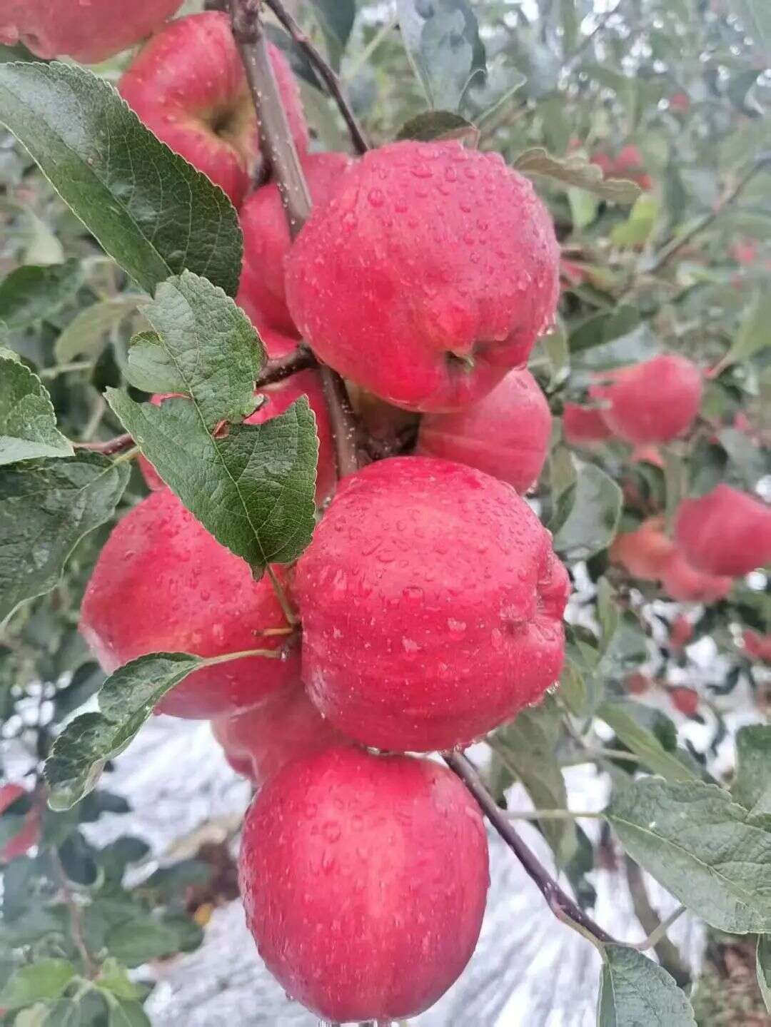 云南昭通红富士