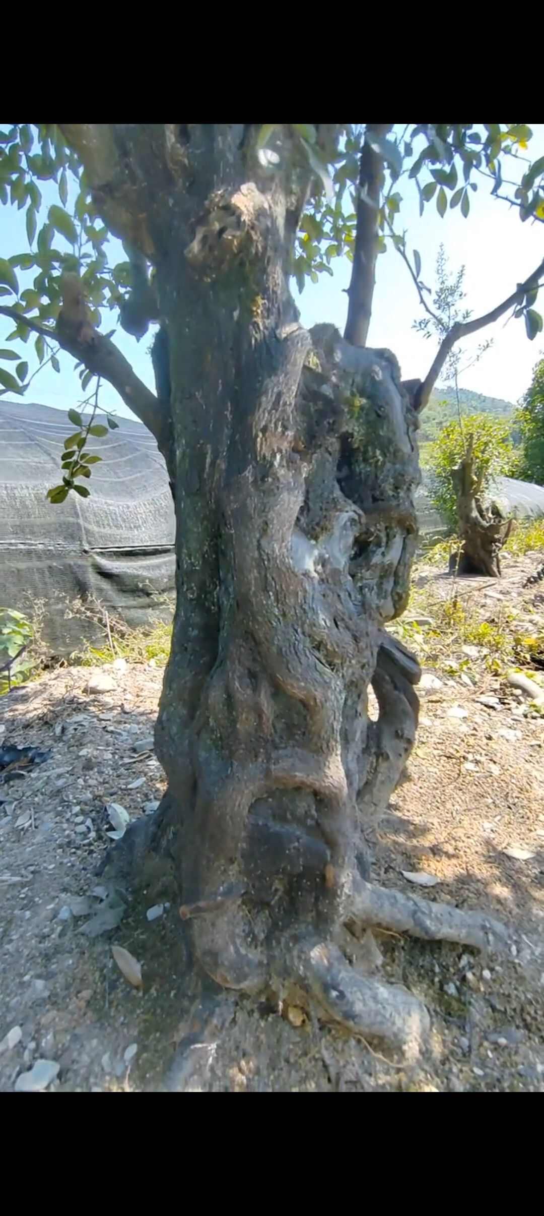 造型金弹子景观树贵州铜仁优质苗木批发