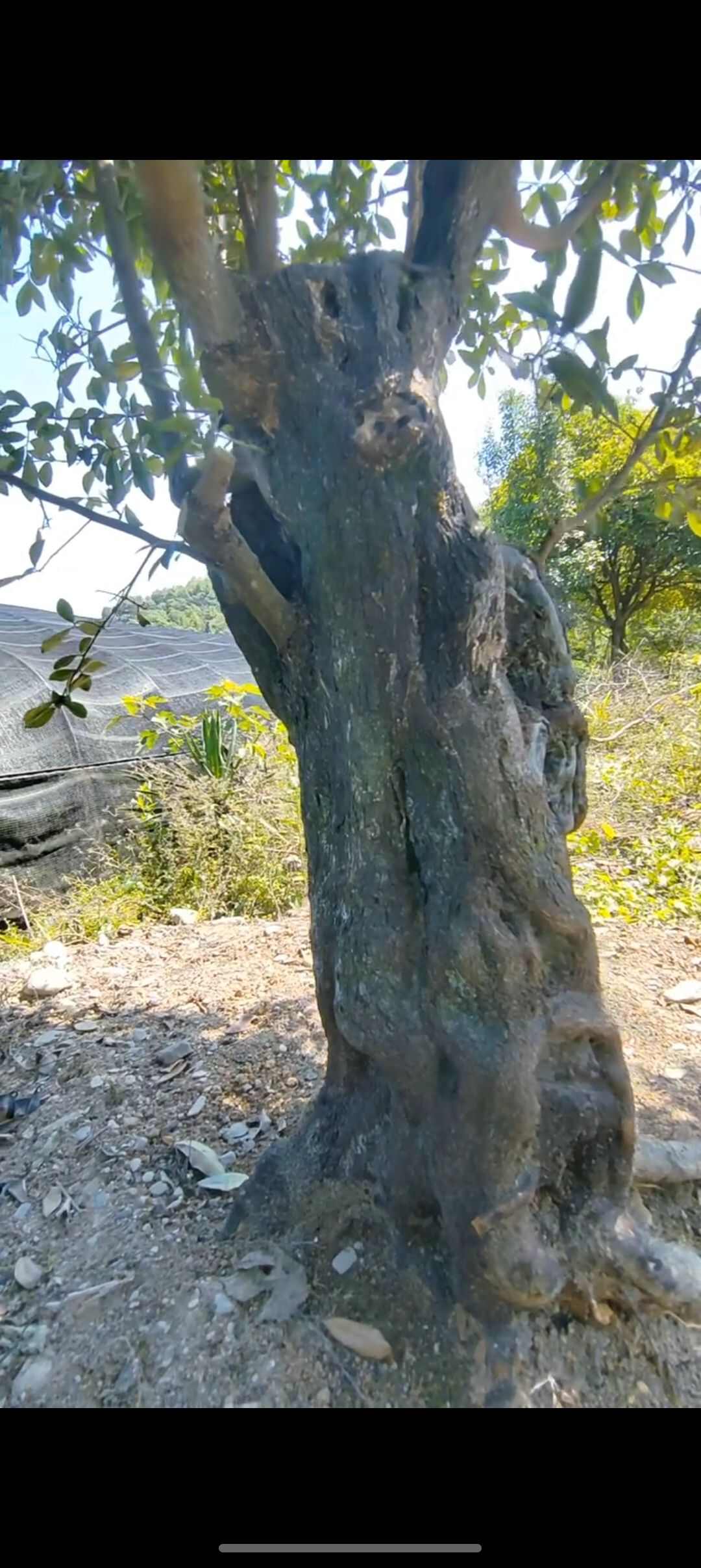 造型金弹子景观树贵州铜仁优质苗木批发