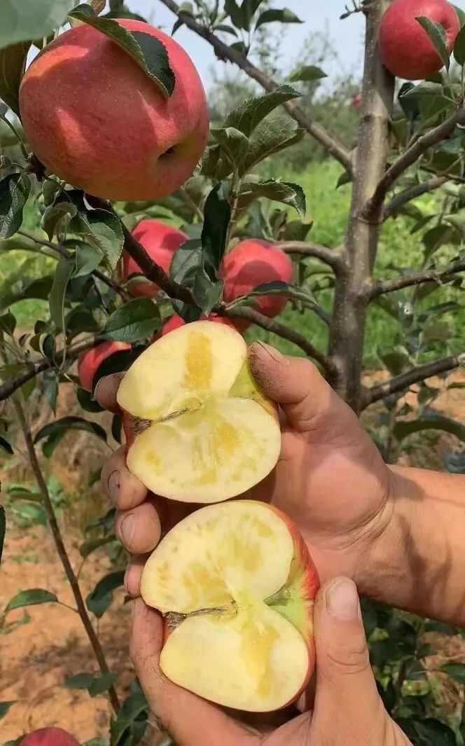 云南昭通红富士