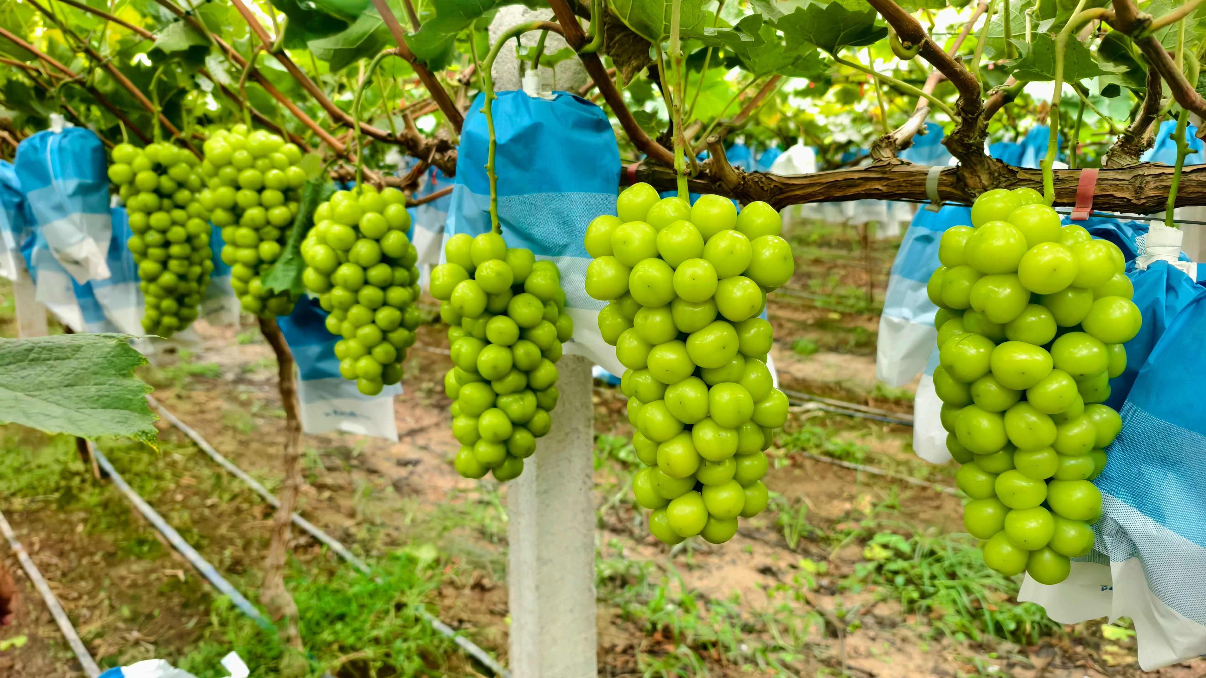 阳光玫瑰葡萄大量现货供应，质量好价格不高，需要的联系我，