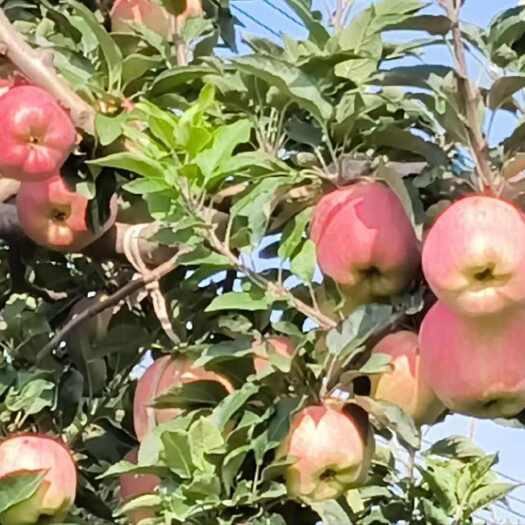 山西运城红星苹果纸袋，膜袋，光果大量上市，