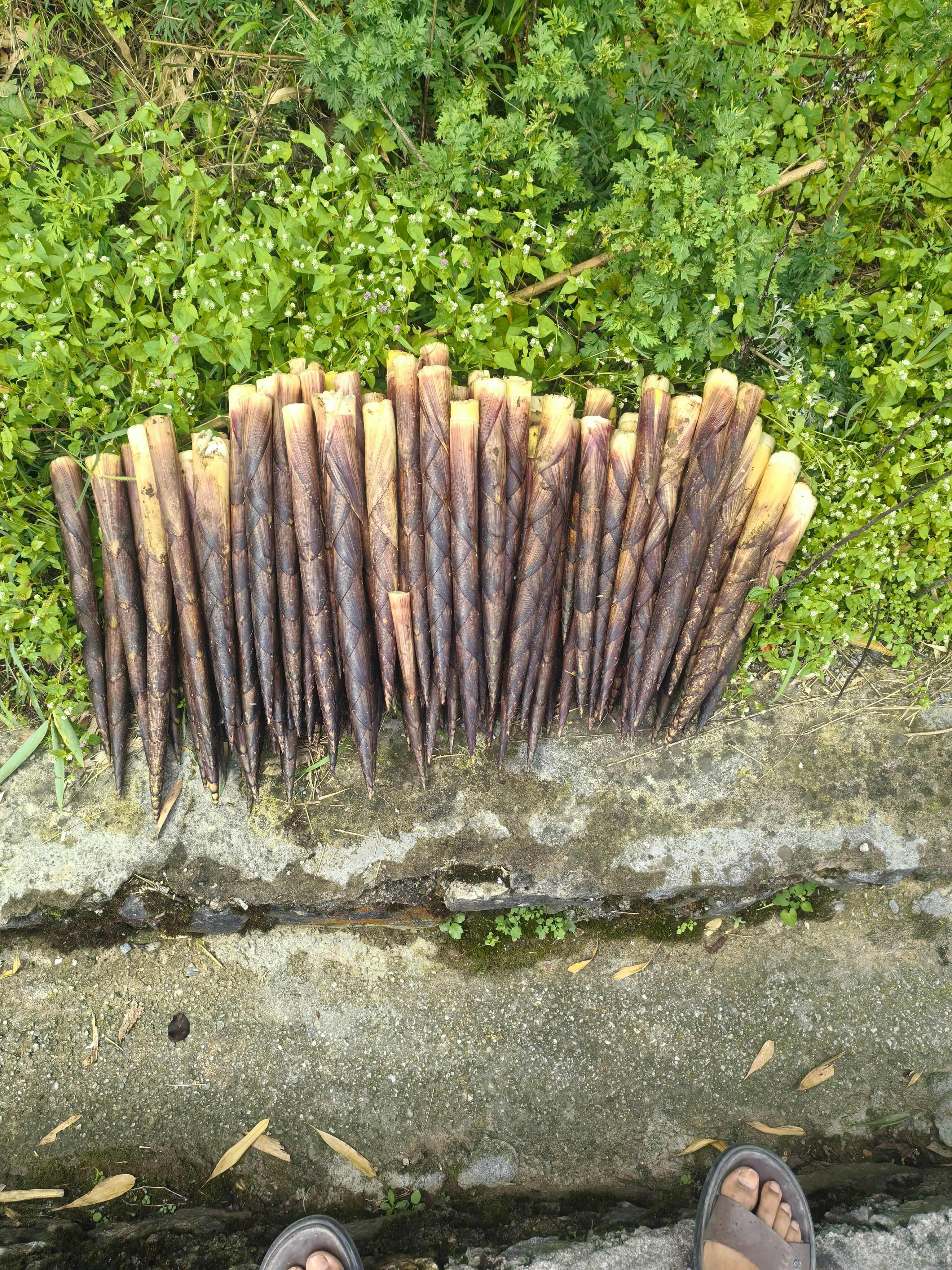 八月笋，方竹笋