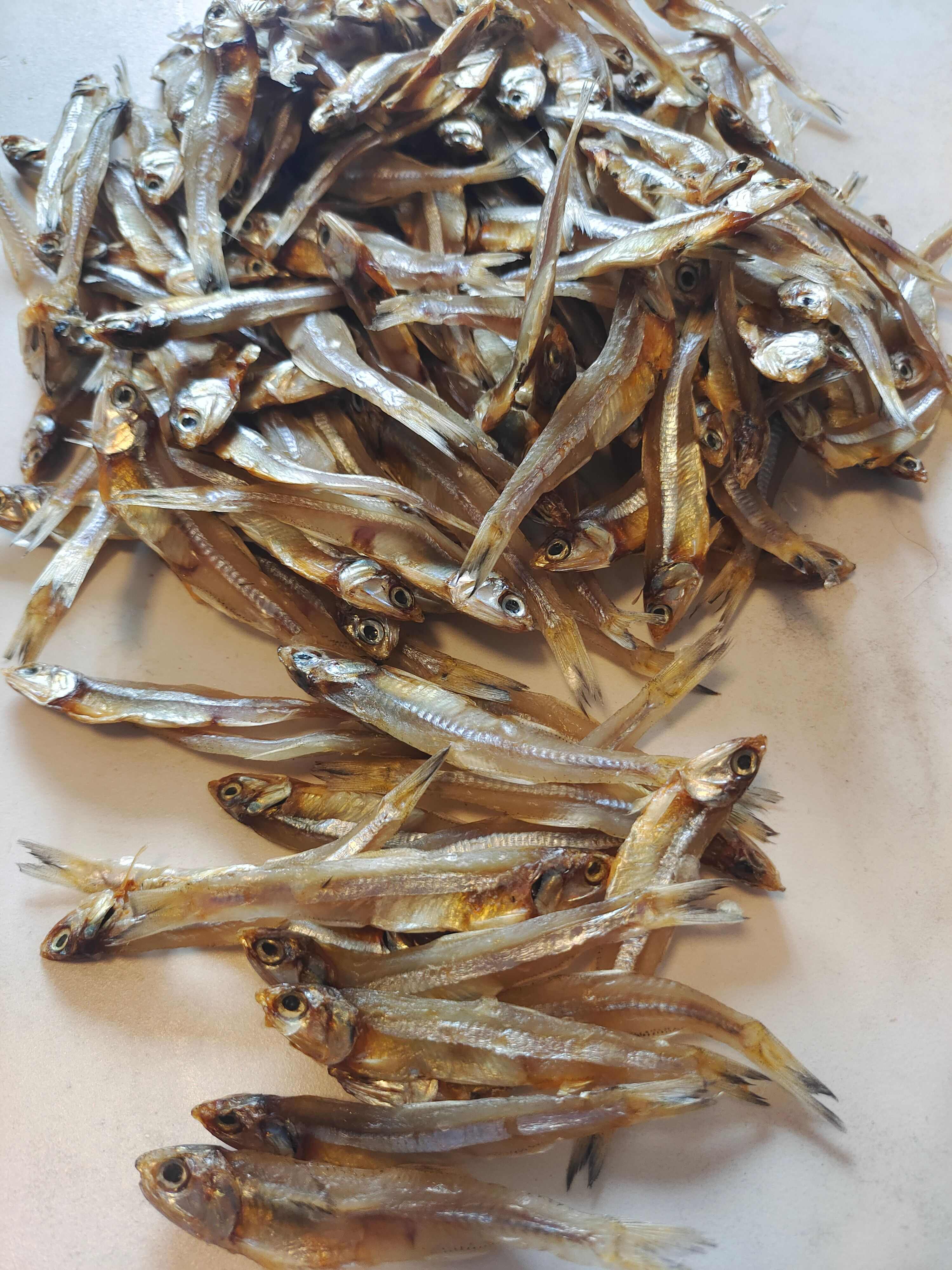 白帆鱼，公干鱼，起凡鱼（源头一手货源）