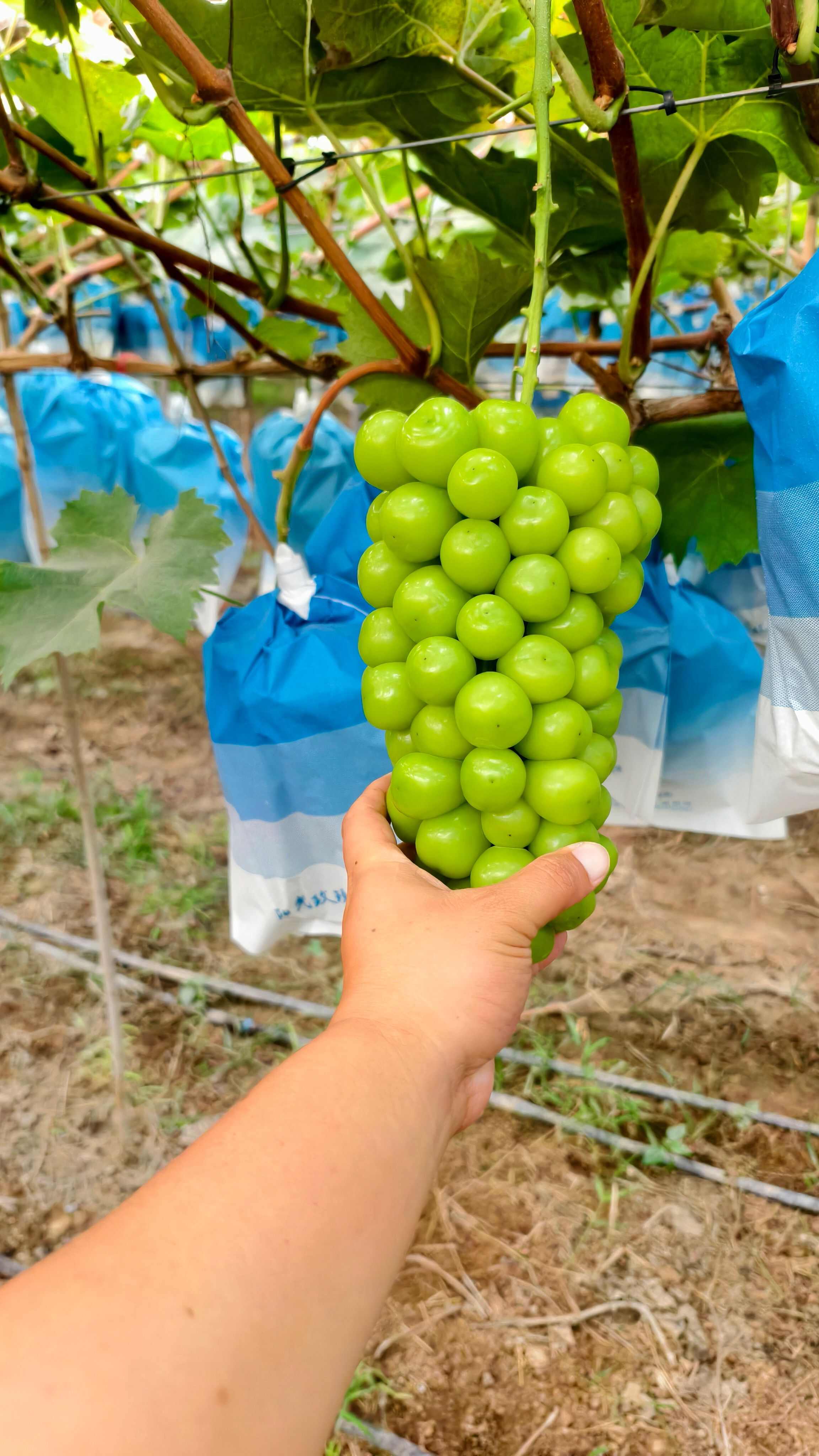 阳光玫瑰葡萄大量现货供应，质量好价格不高，需要的联系我，