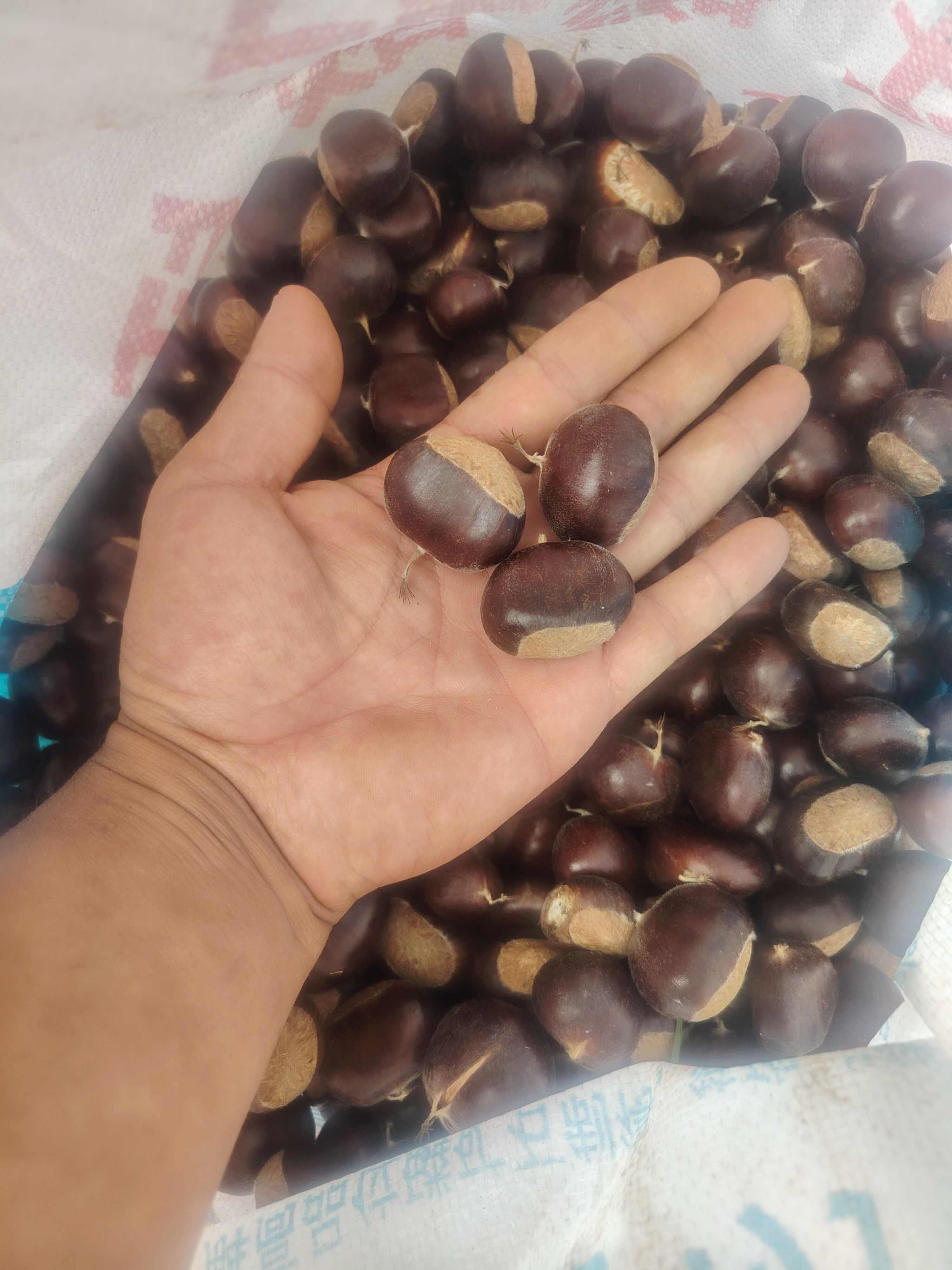 云南楚雄特产好剥皮板栗统货