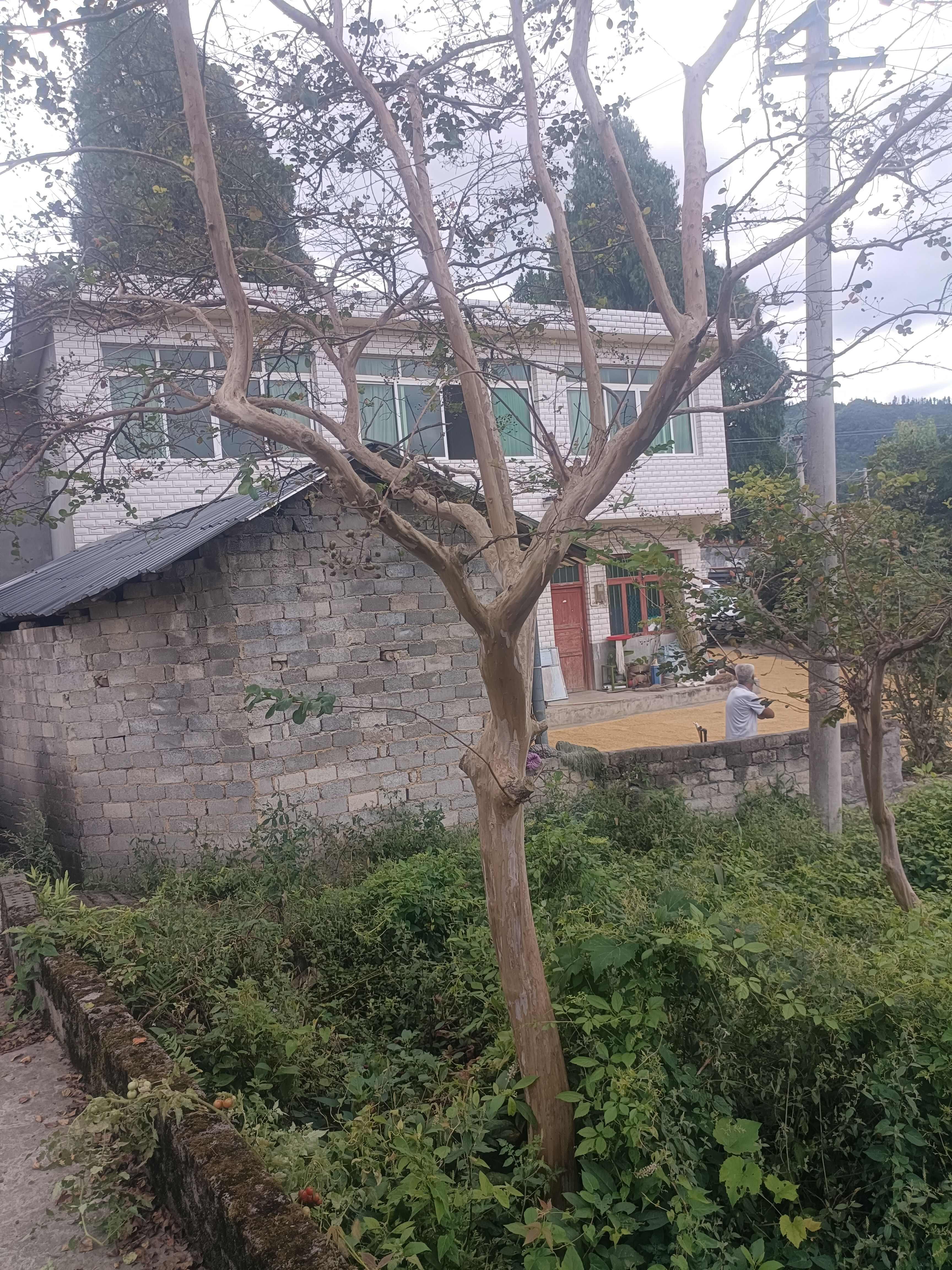 精品老紫薇有需要的联系