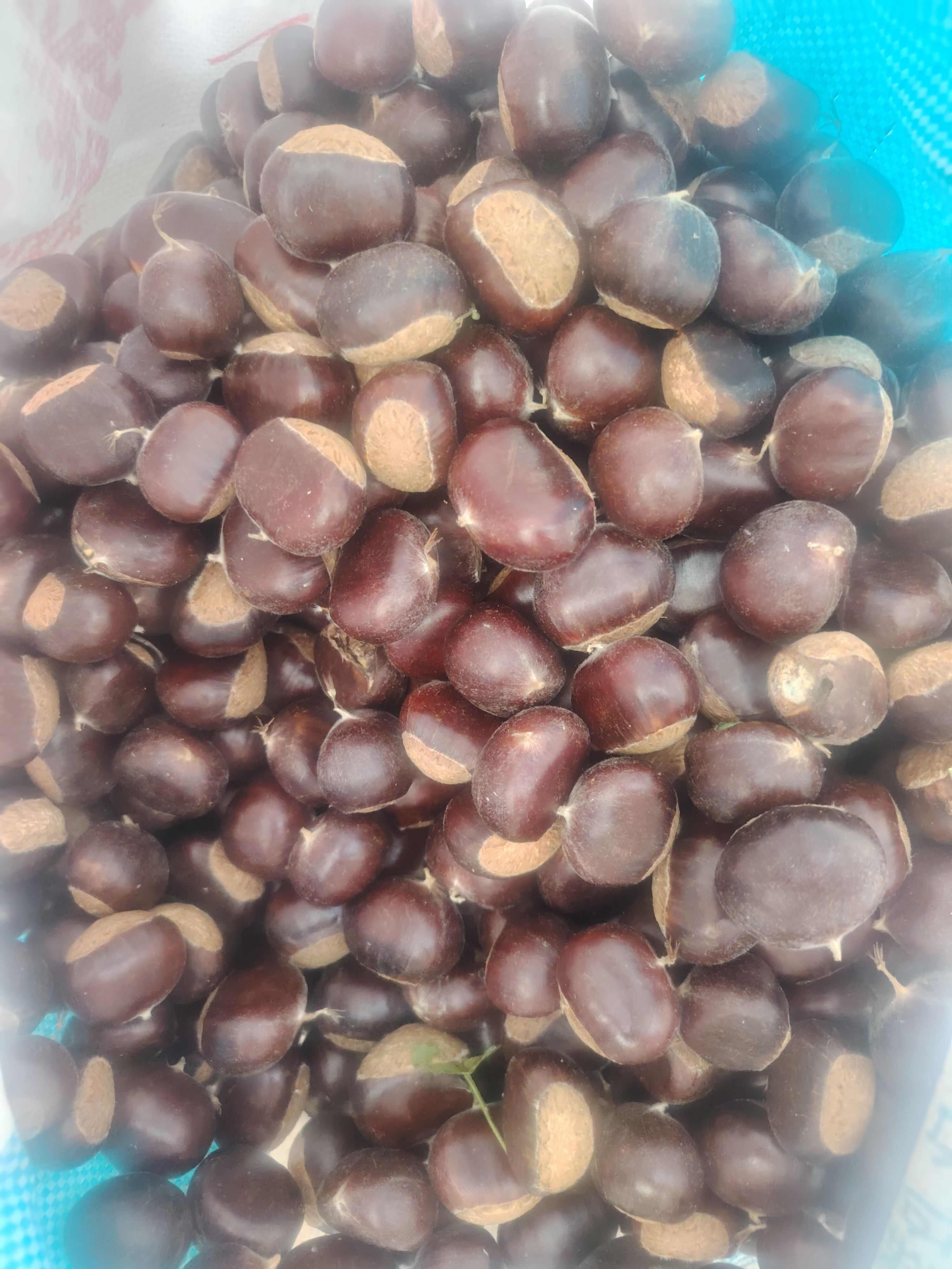 云南楚雄特产好剥皮板栗统货