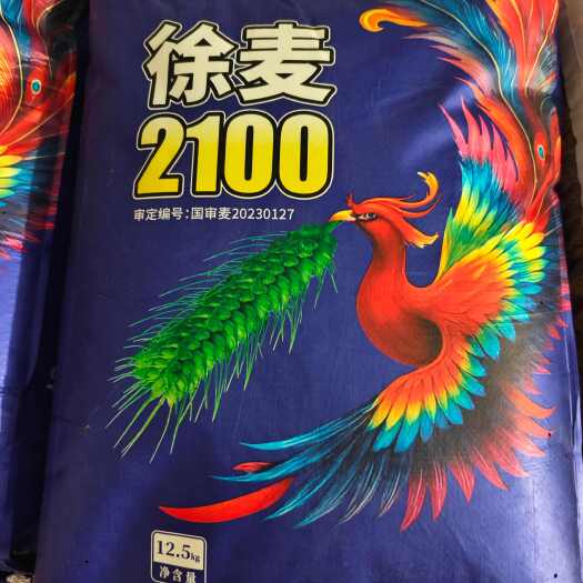 宿迁国审徐麦2100小麦种子 半冬性小麦种子全生育期222天左右