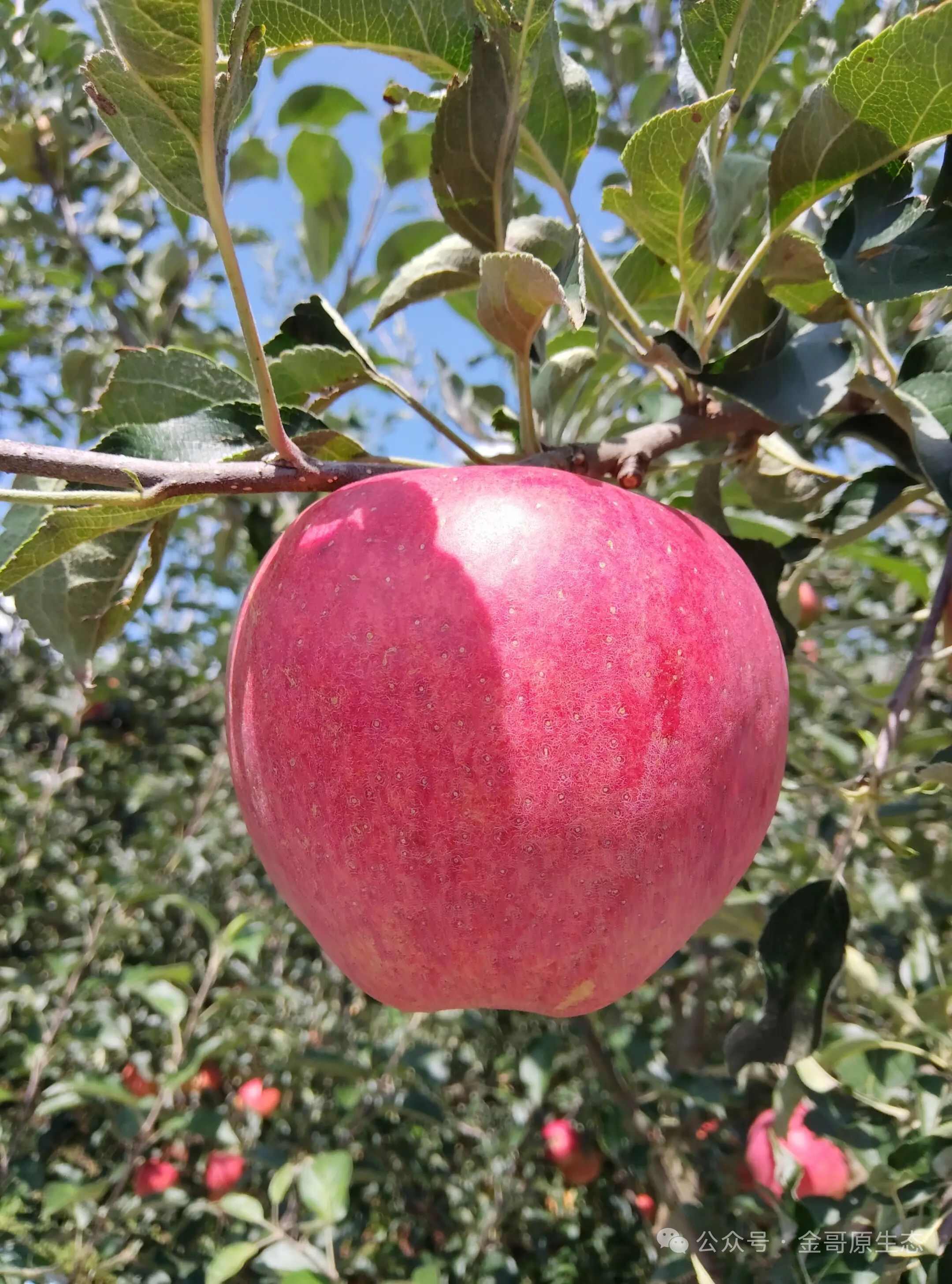 云南昭通红富士