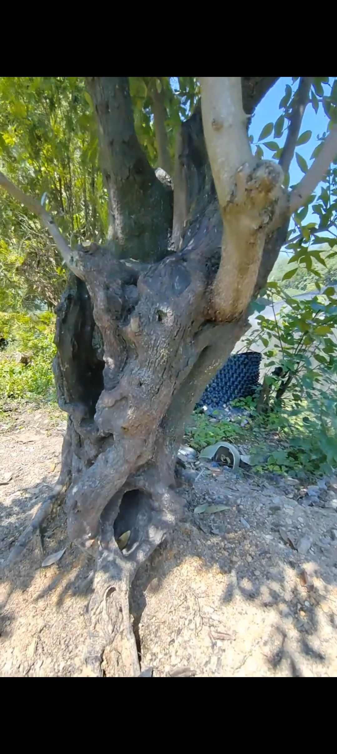 造型金弹子景观树贵州铜仁优质苗木批发