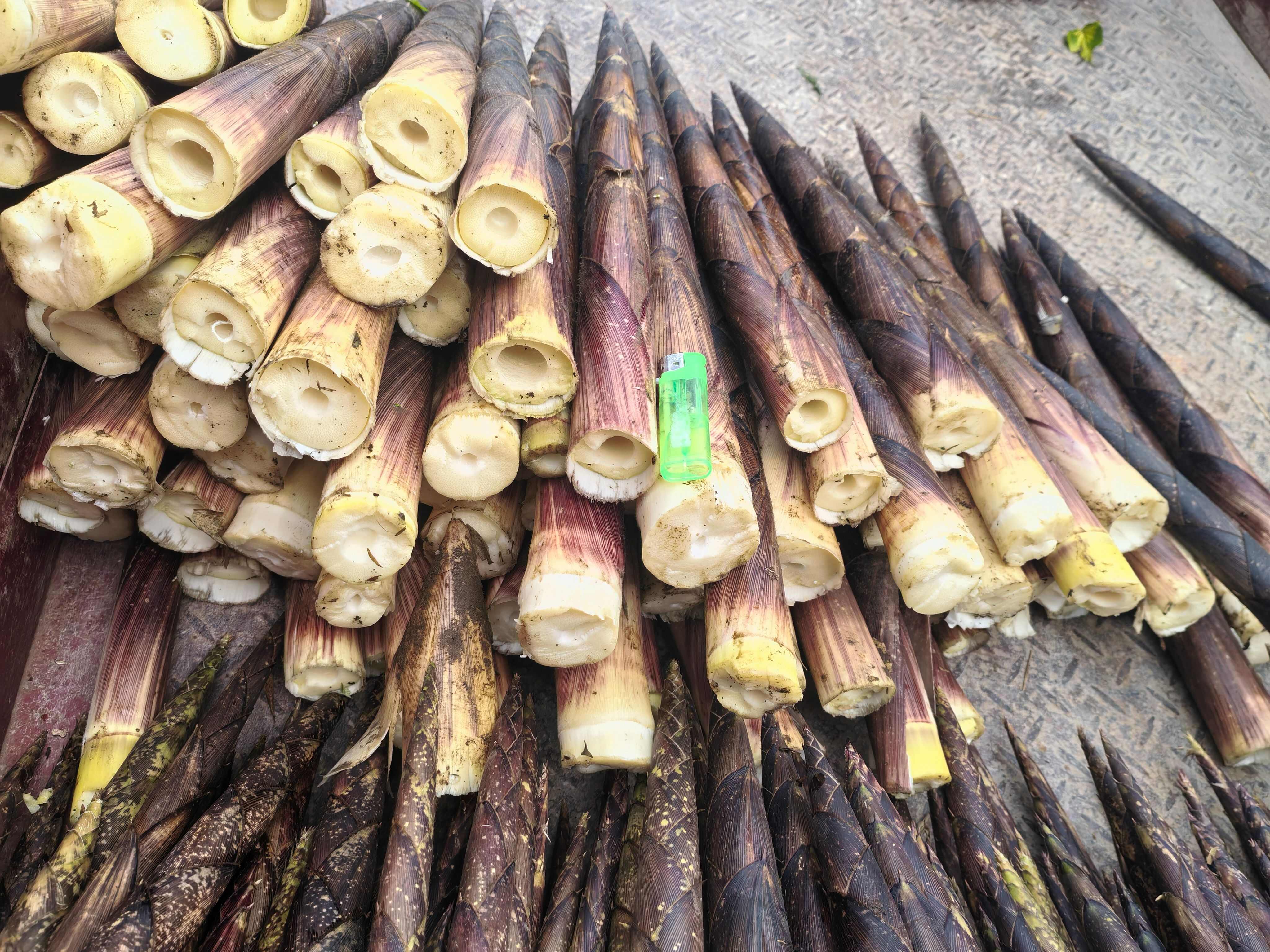 八月笋，方竹笋