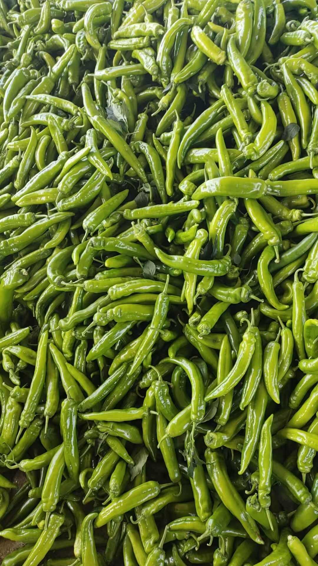 精品尖椒色浙光亮，口感上佳，产地直销，