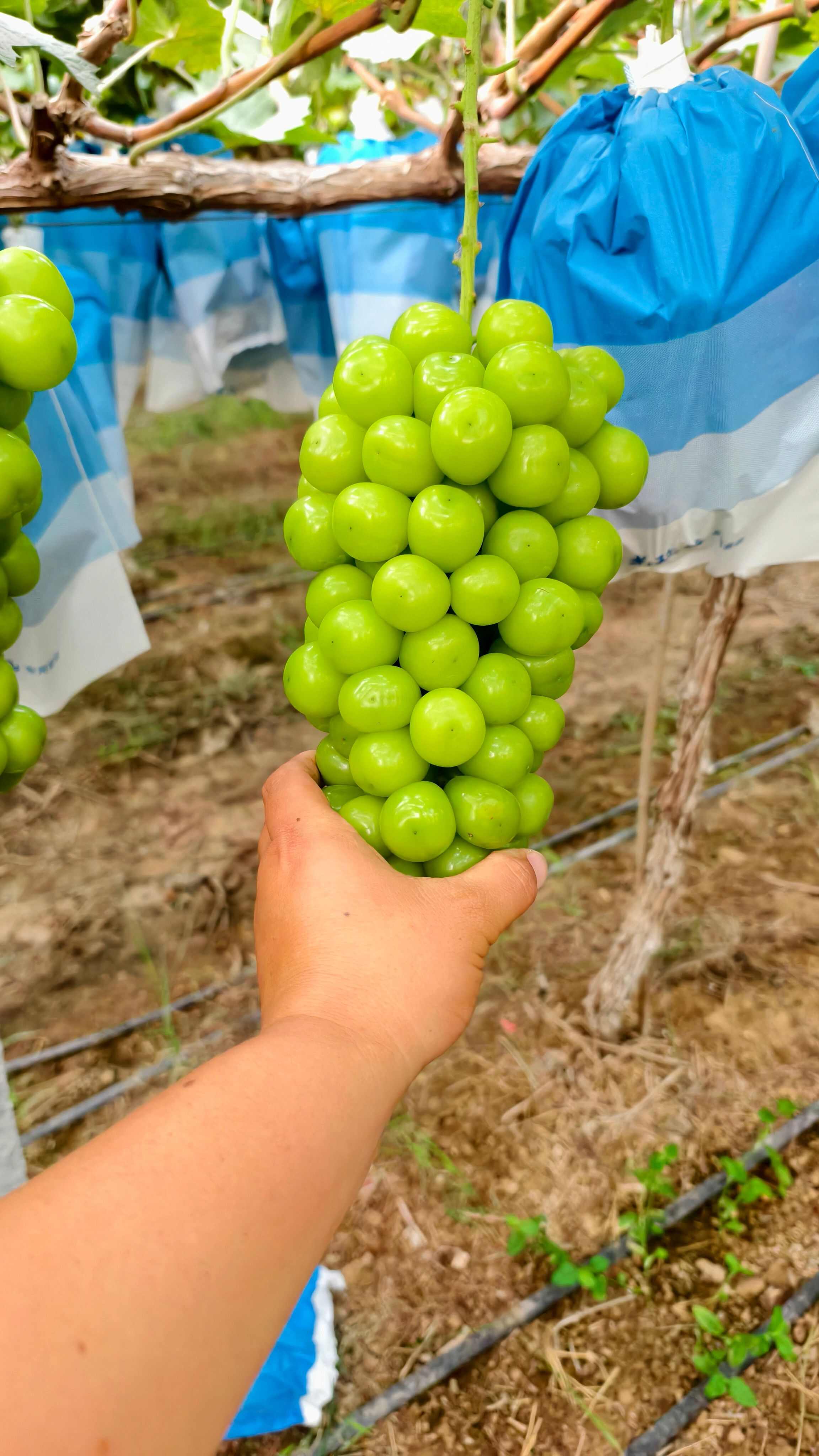 阳光玫瑰葡萄大量现货供应，质量好价格不高，需要的联系我，