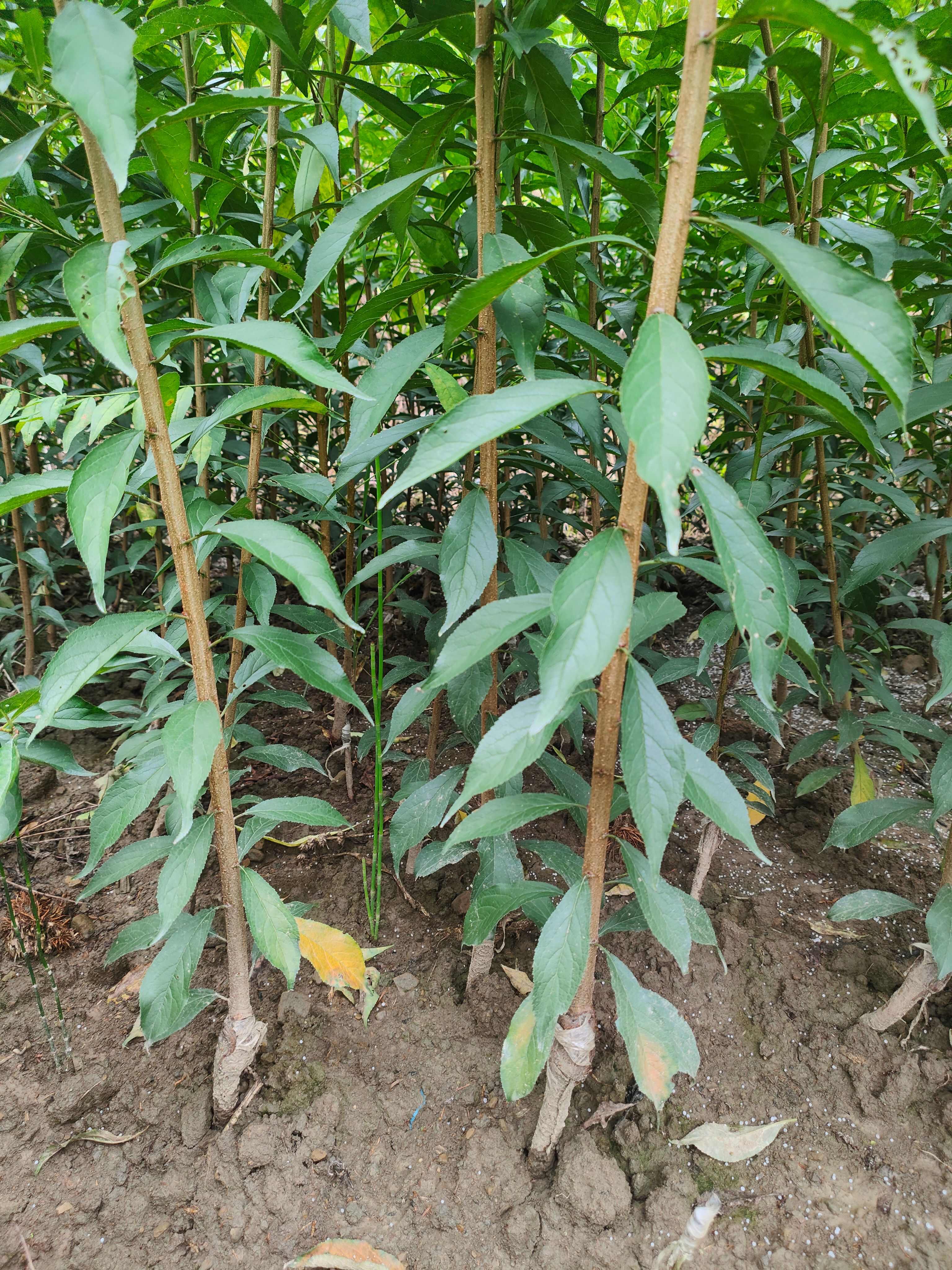 蜂糖李树苗 贵州安顺产地直供