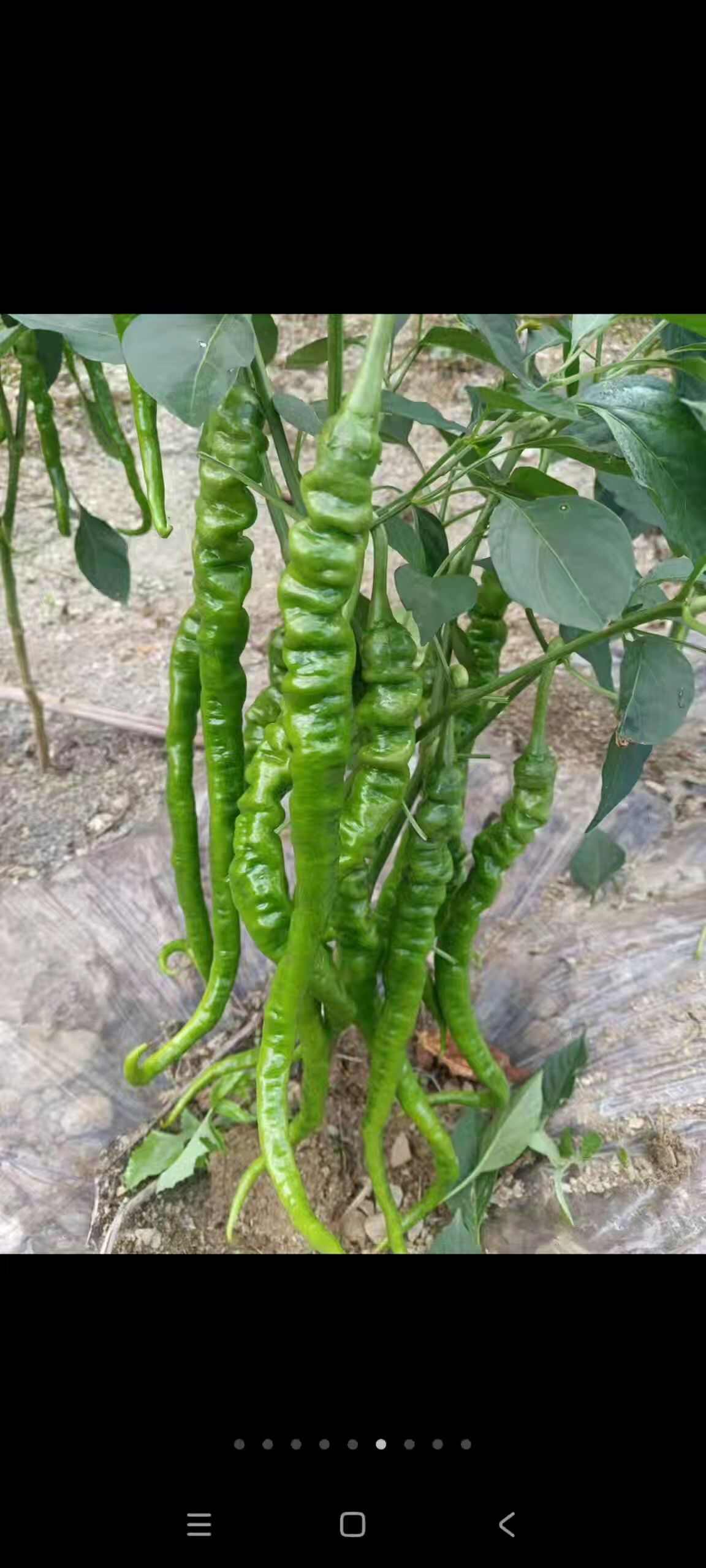 螺丝椒