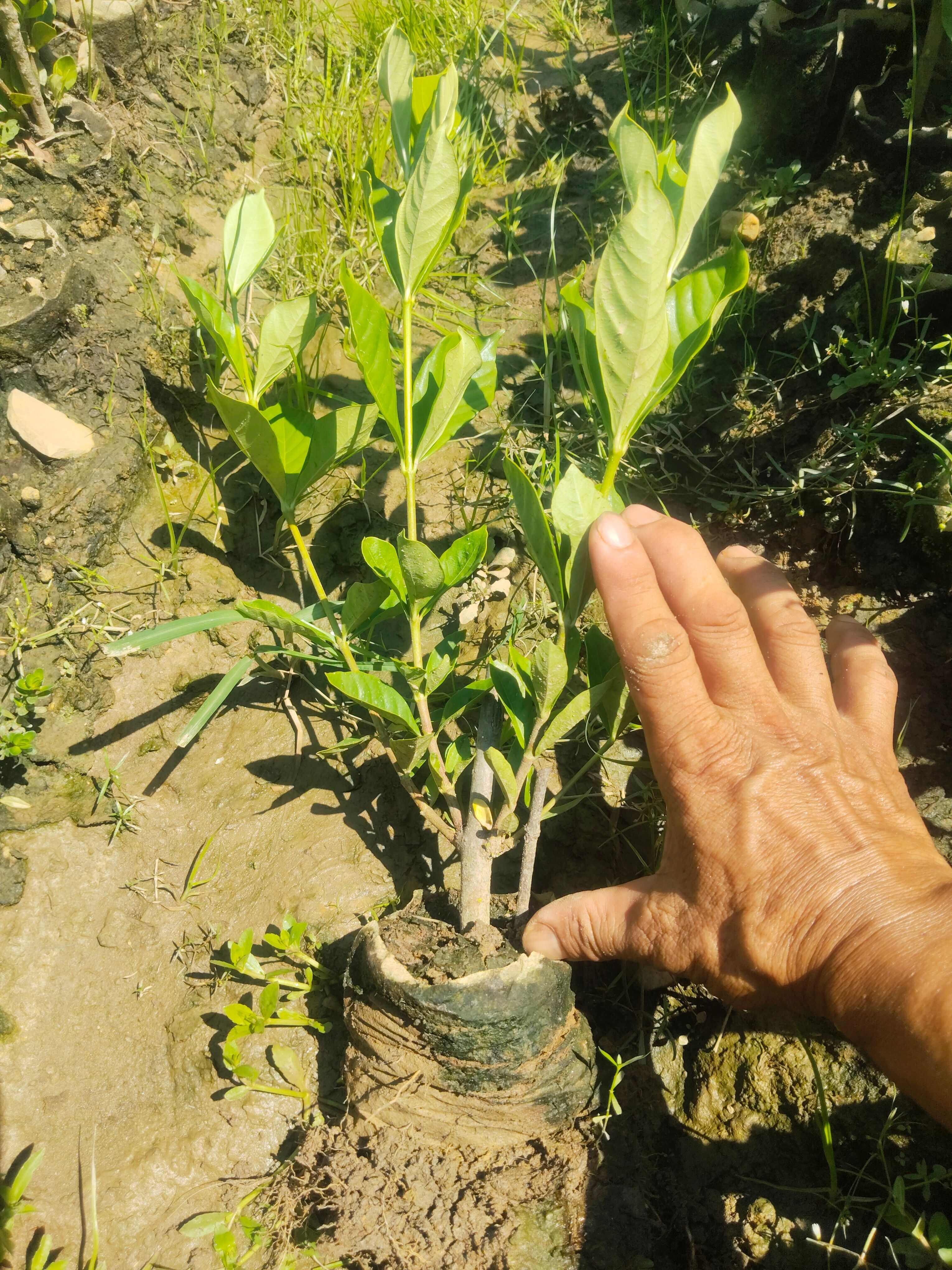 江西水枙子杯苗(阿里山一号)