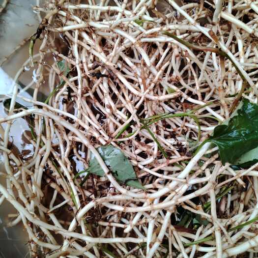 兴仁市贵州本地红叶折耳根找批发商，量大从优