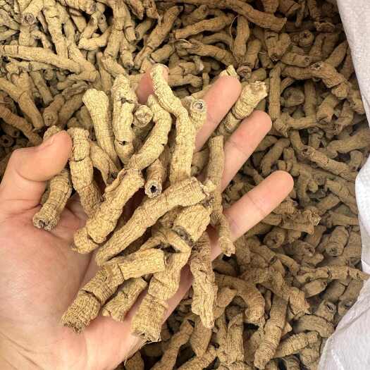 巴戟天大肉精品货