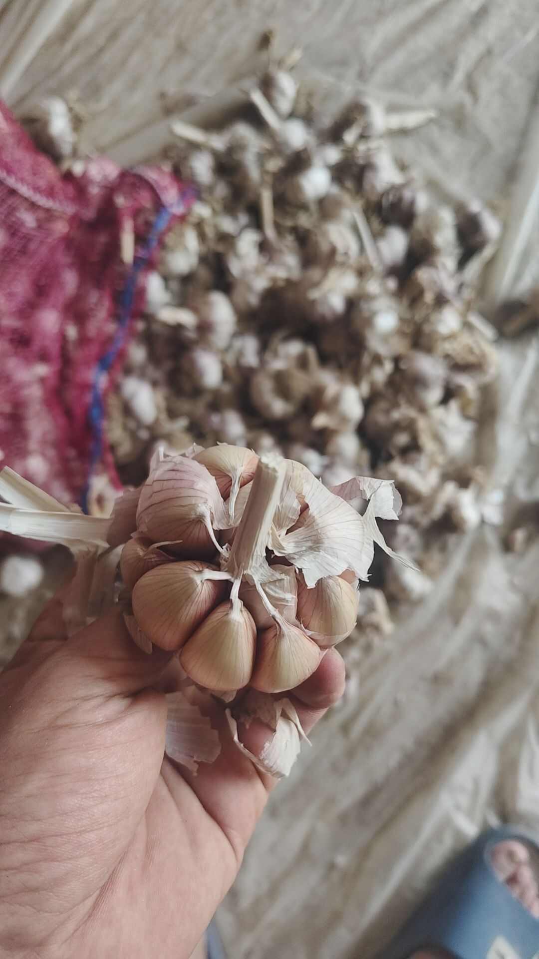 紫皮大蒜种子，蒜种，蒜瓣，红皮大蒜子，可种植可食用，