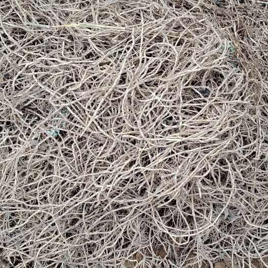 兴仁市贵州本地红叶鱼腥草根