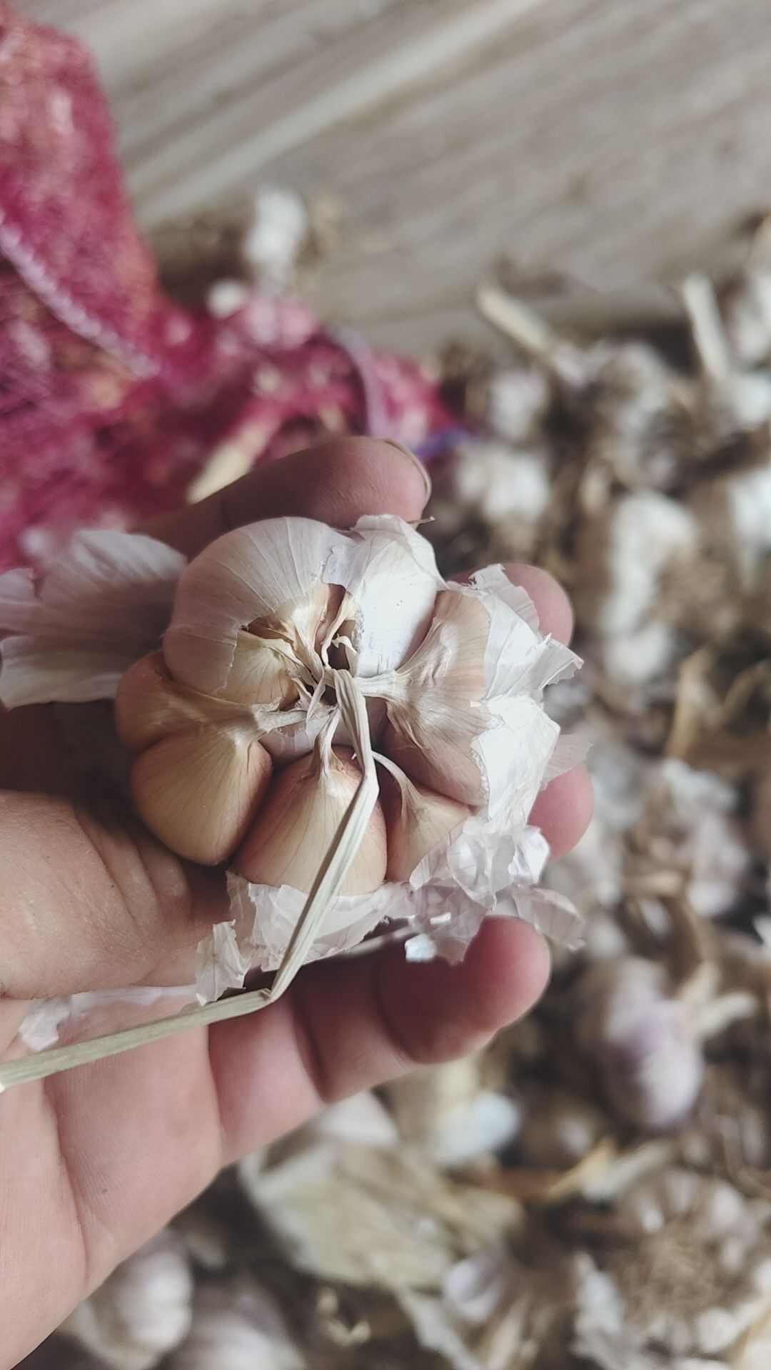 紫皮大蒜种子，蒜种，蒜瓣，红皮大蒜子，可种植可食用，