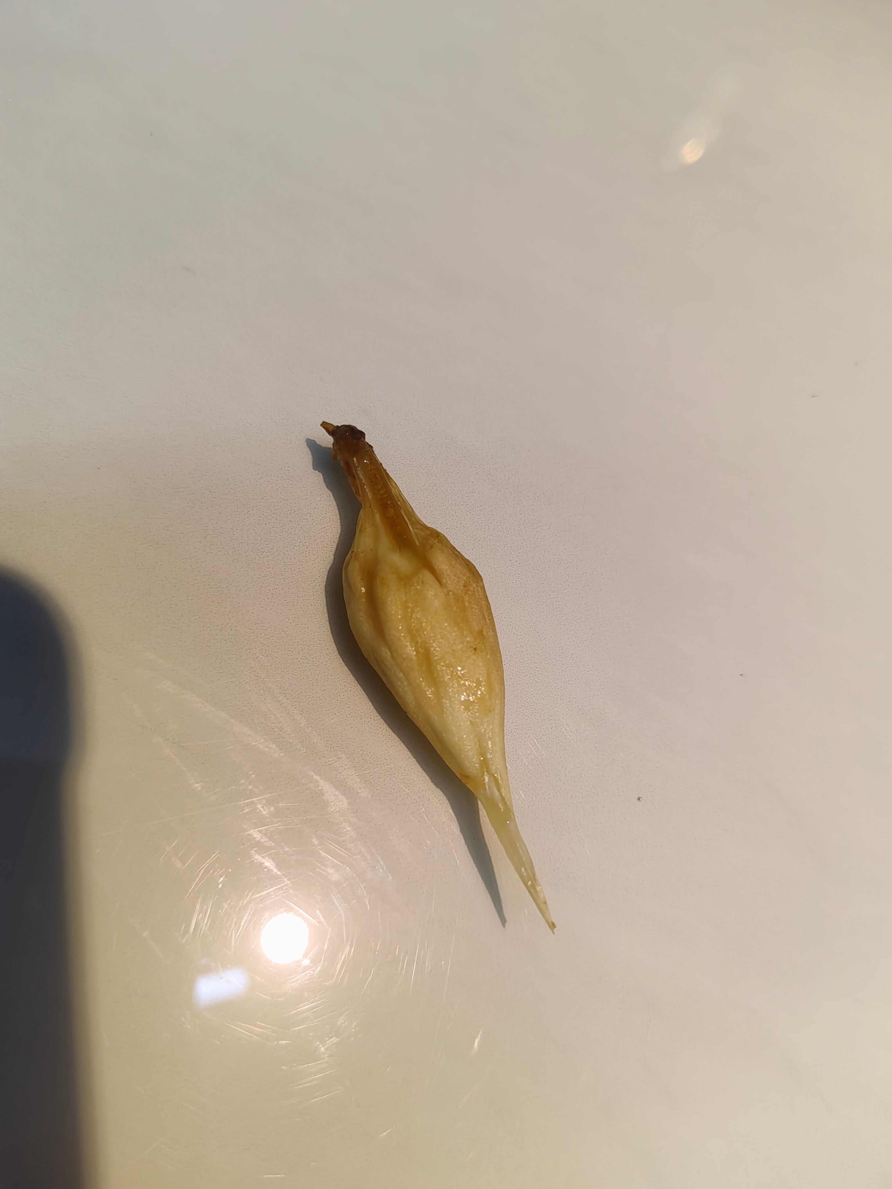 鱼宝一个