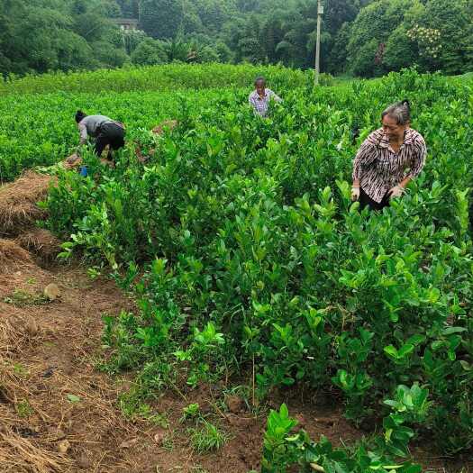 宜宾佛手苗，佛手柑苗2年苗大量供应