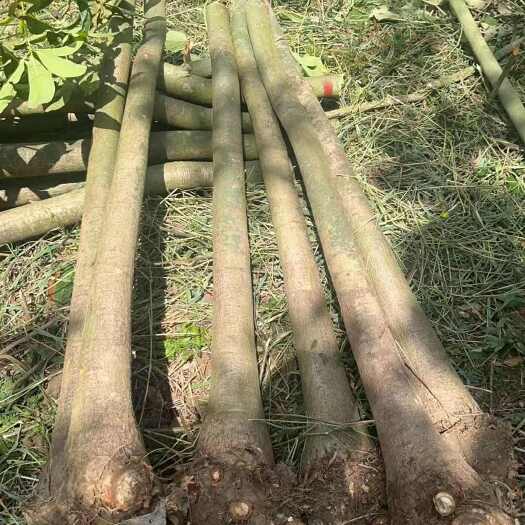 广州发财树