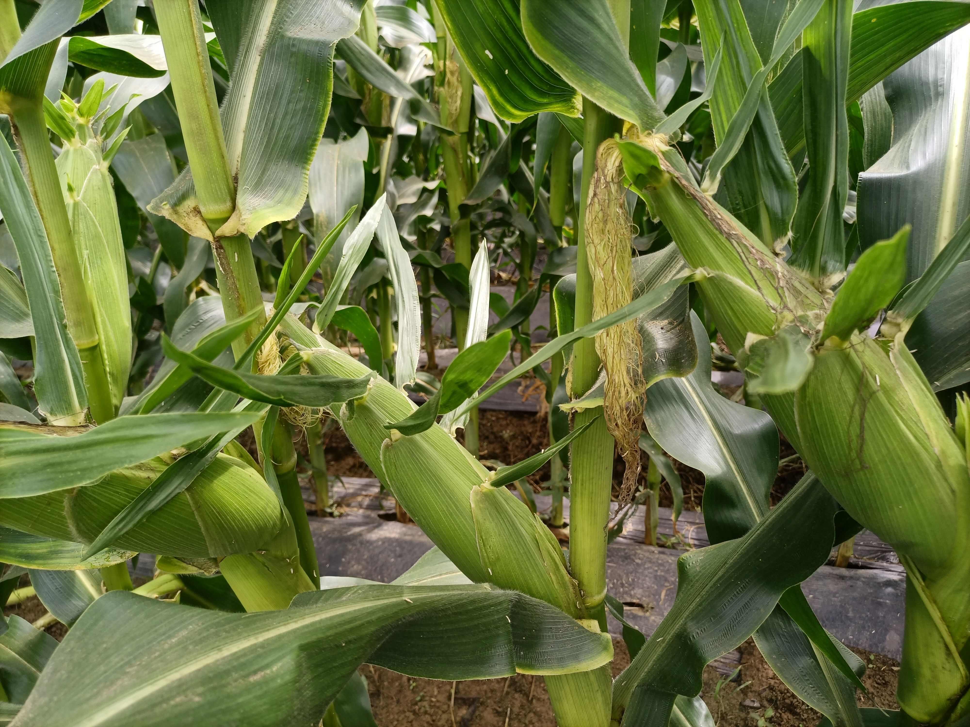 太阳花甜玉米水果玉米好货自己种植基地货500g以上