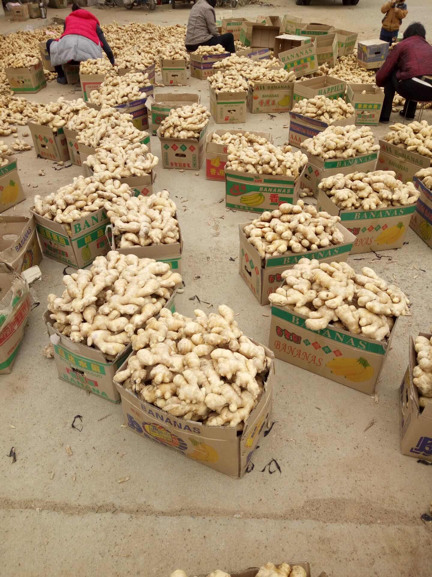 大黄姜批发丨山东产地直供丨货源稳定丨品质有保障丨欢迎咨询洽谈