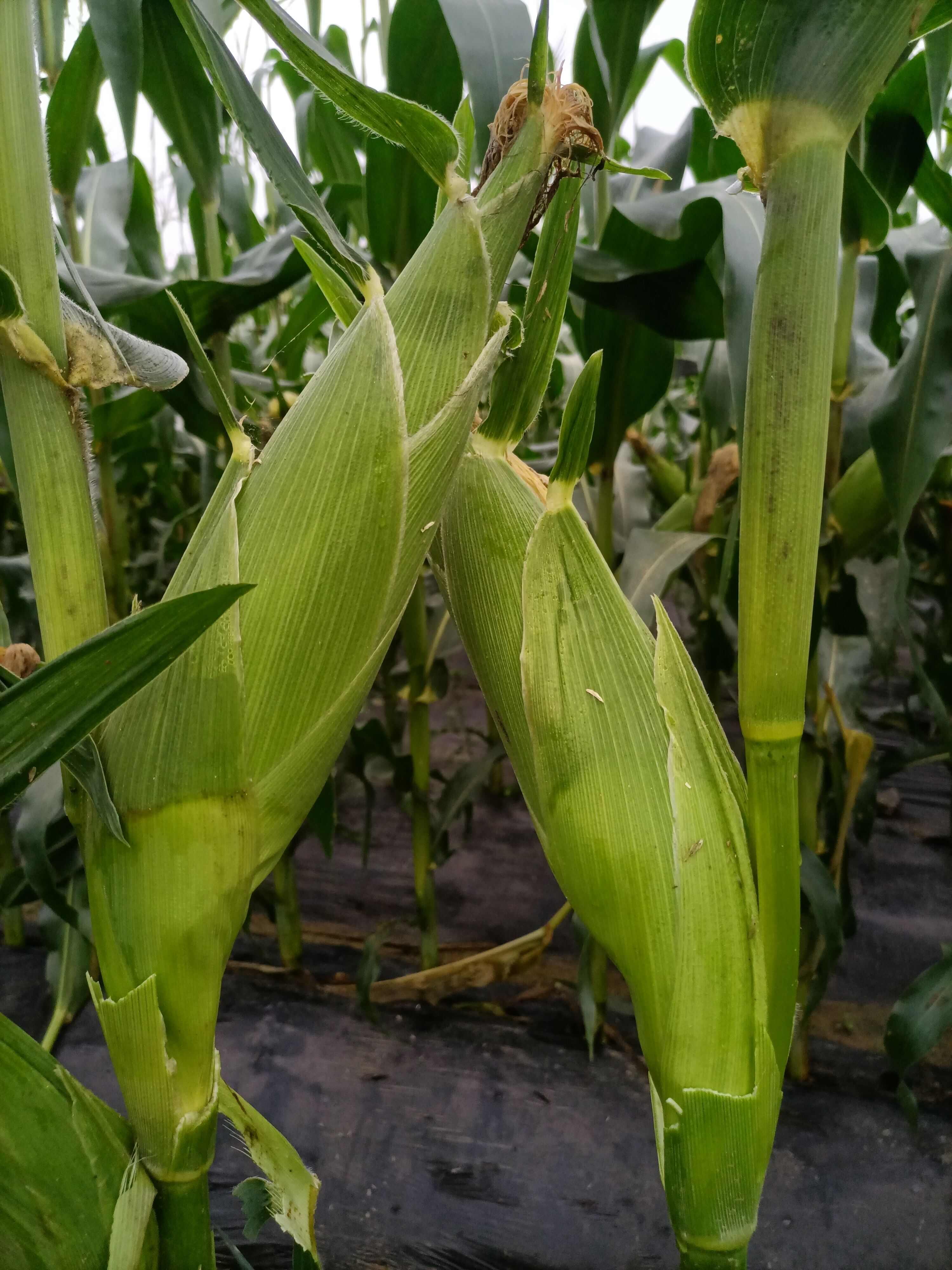 太阳花甜玉米水果玉米好货自己种植基地货500g以上