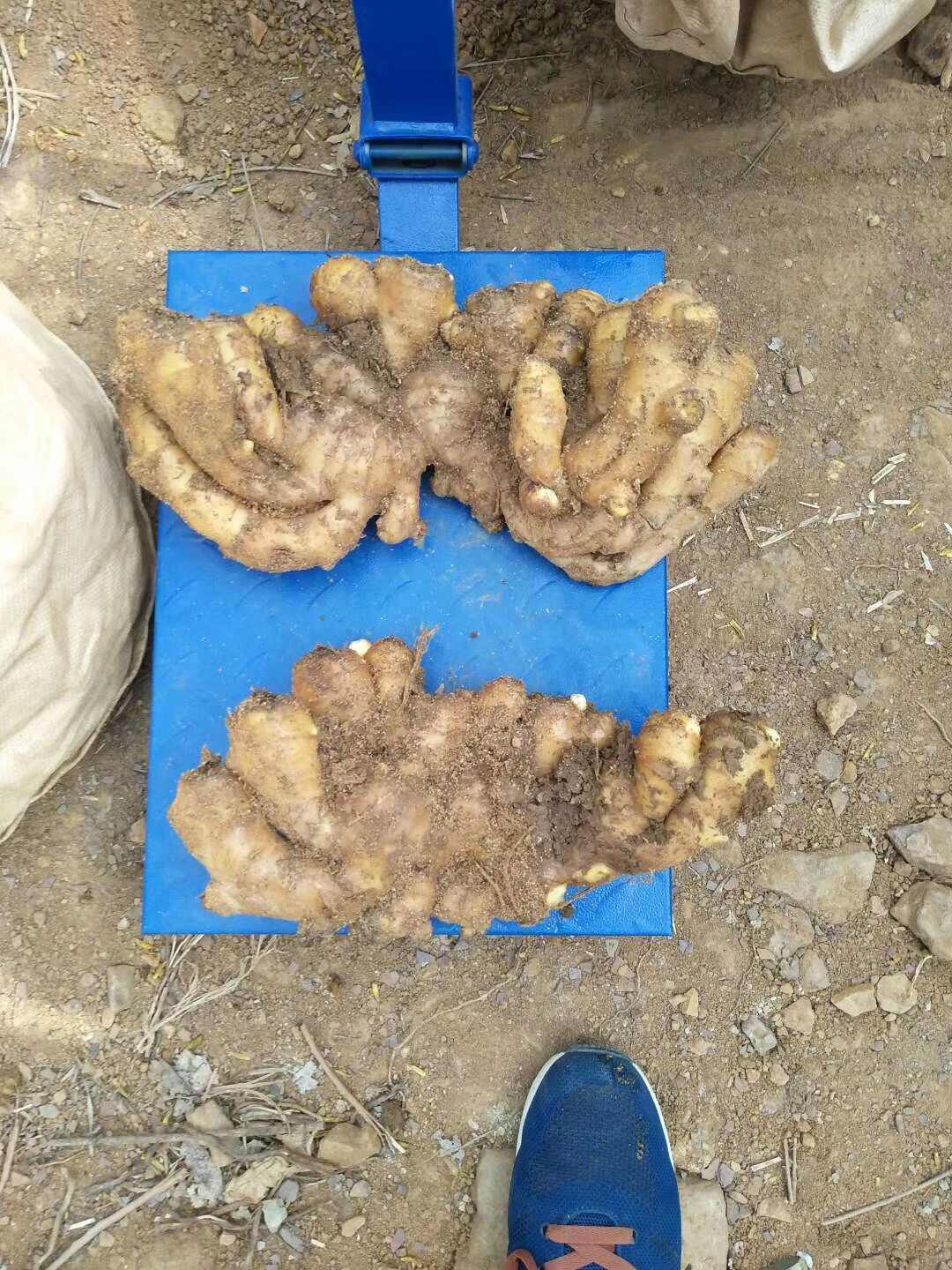 大黄姜批发丨山东产地直供丨货源稳定丨品质有保障丨欢迎咨询洽谈