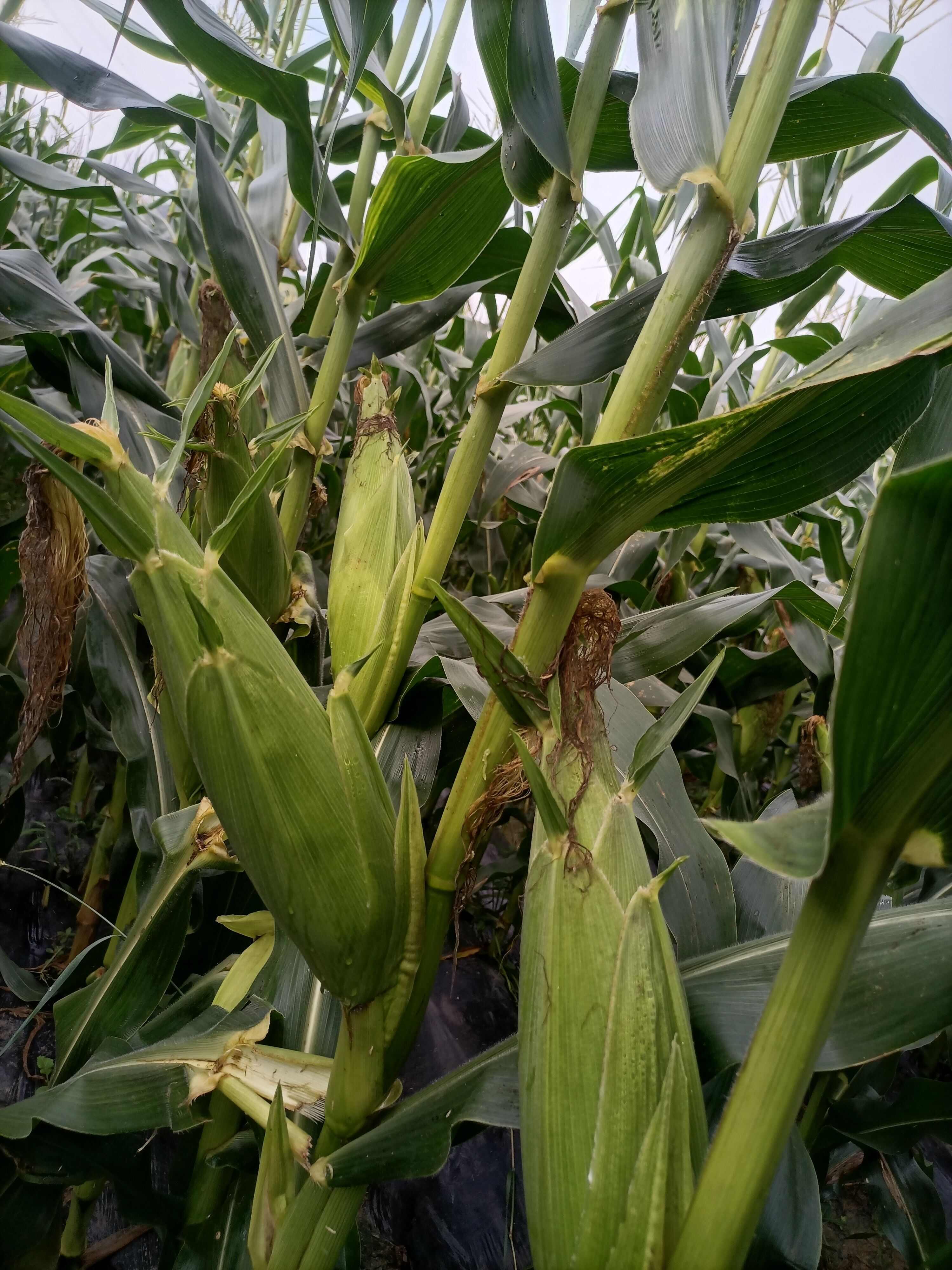 太阳花甜玉米水果玉米好货自己种植基地货500g以上