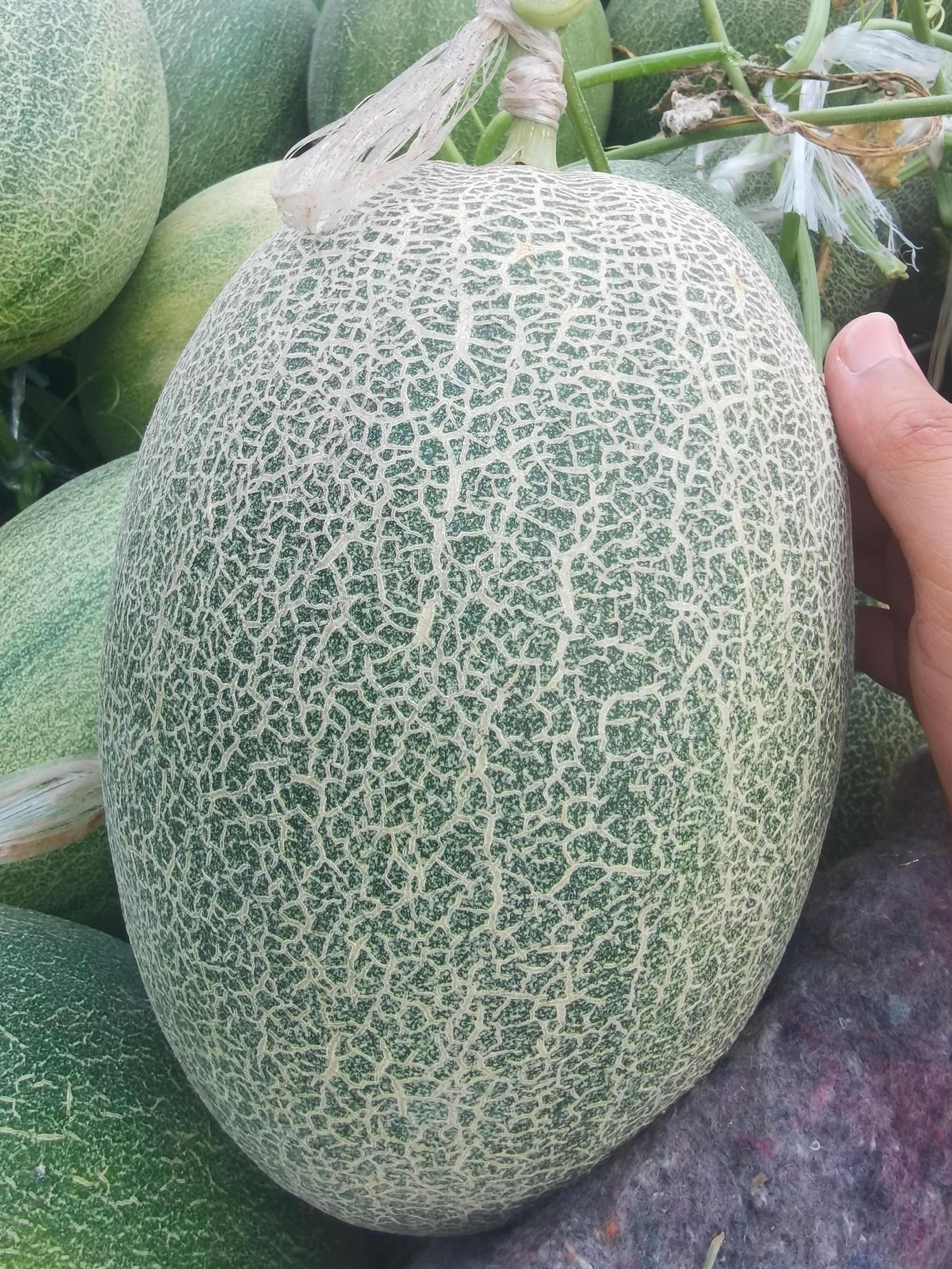 夏邑县【推荐】晓蜜25哈密瓜，电商通货赶集货大量现货！