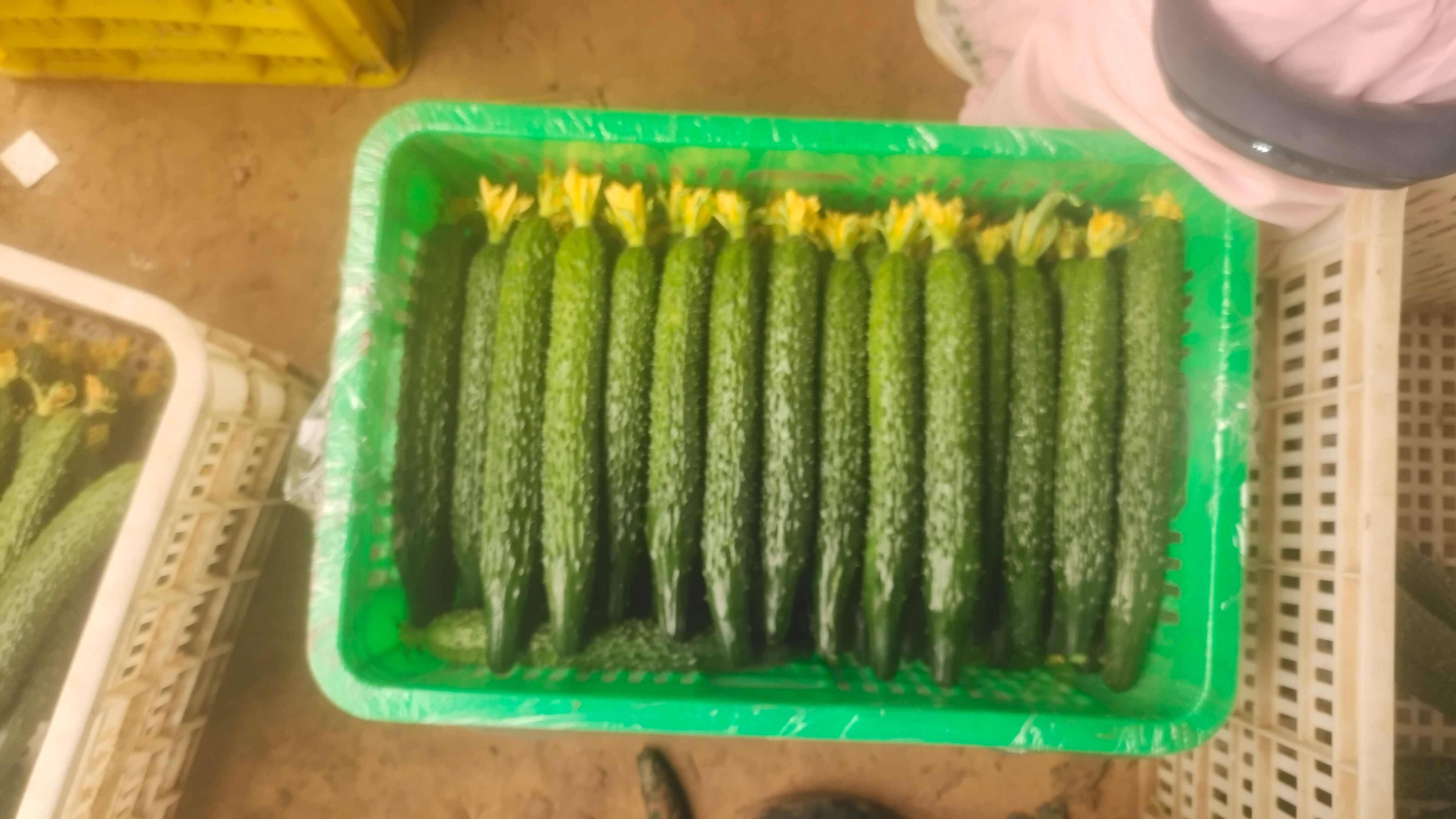 精品密刺黄瓜