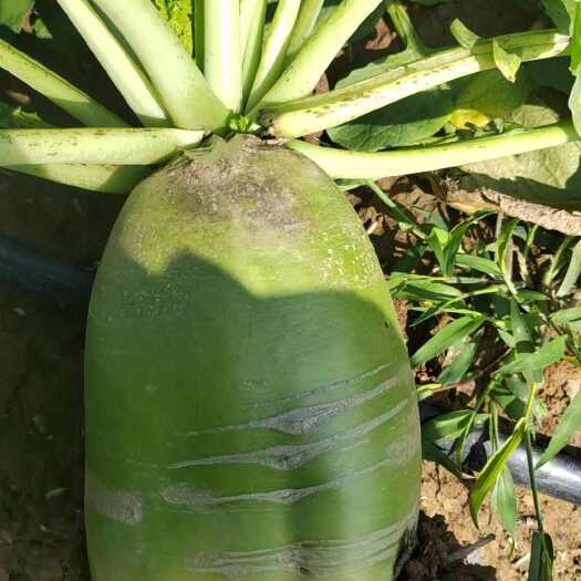 蒲城县绿萝卜最近出，有意联系