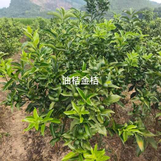 荔浦市油桔金桔带果地苗品质保障安全送达