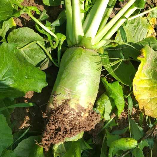 蒲城县蒲城县地头绿萝卜