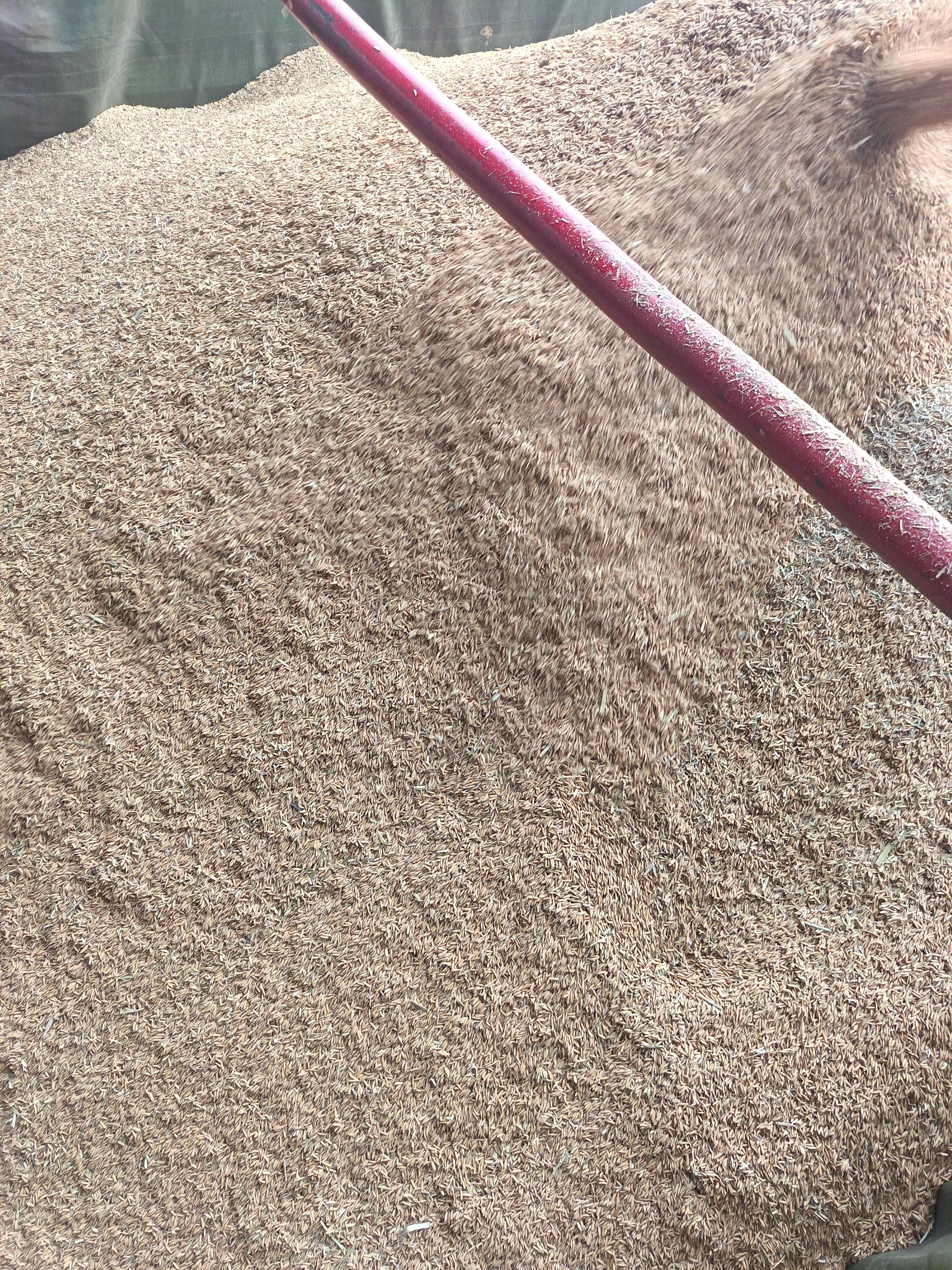 2025稻谷  泰优粤禾丝苗  宜香2115