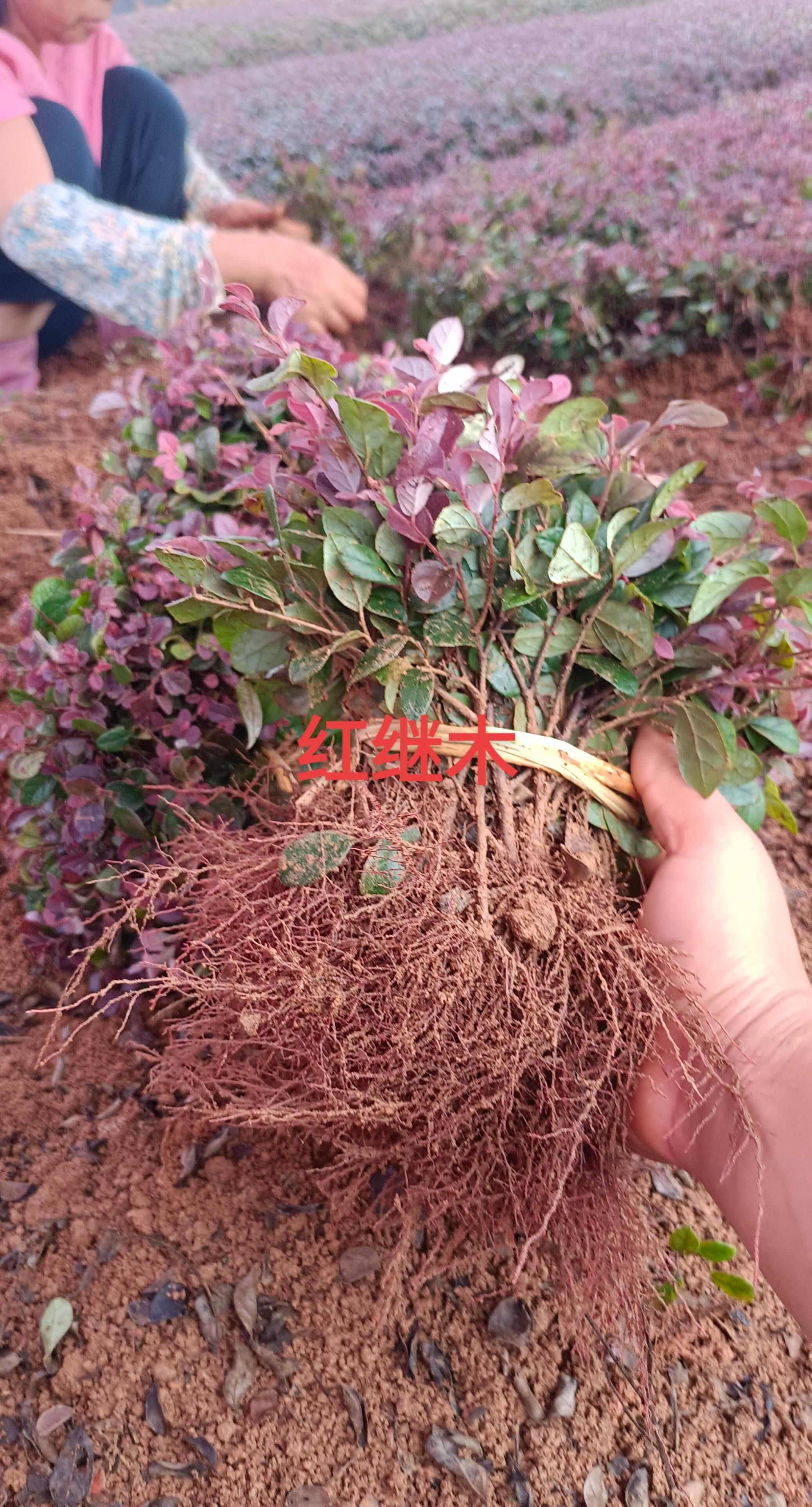 红继木靓苗，价格美丽。