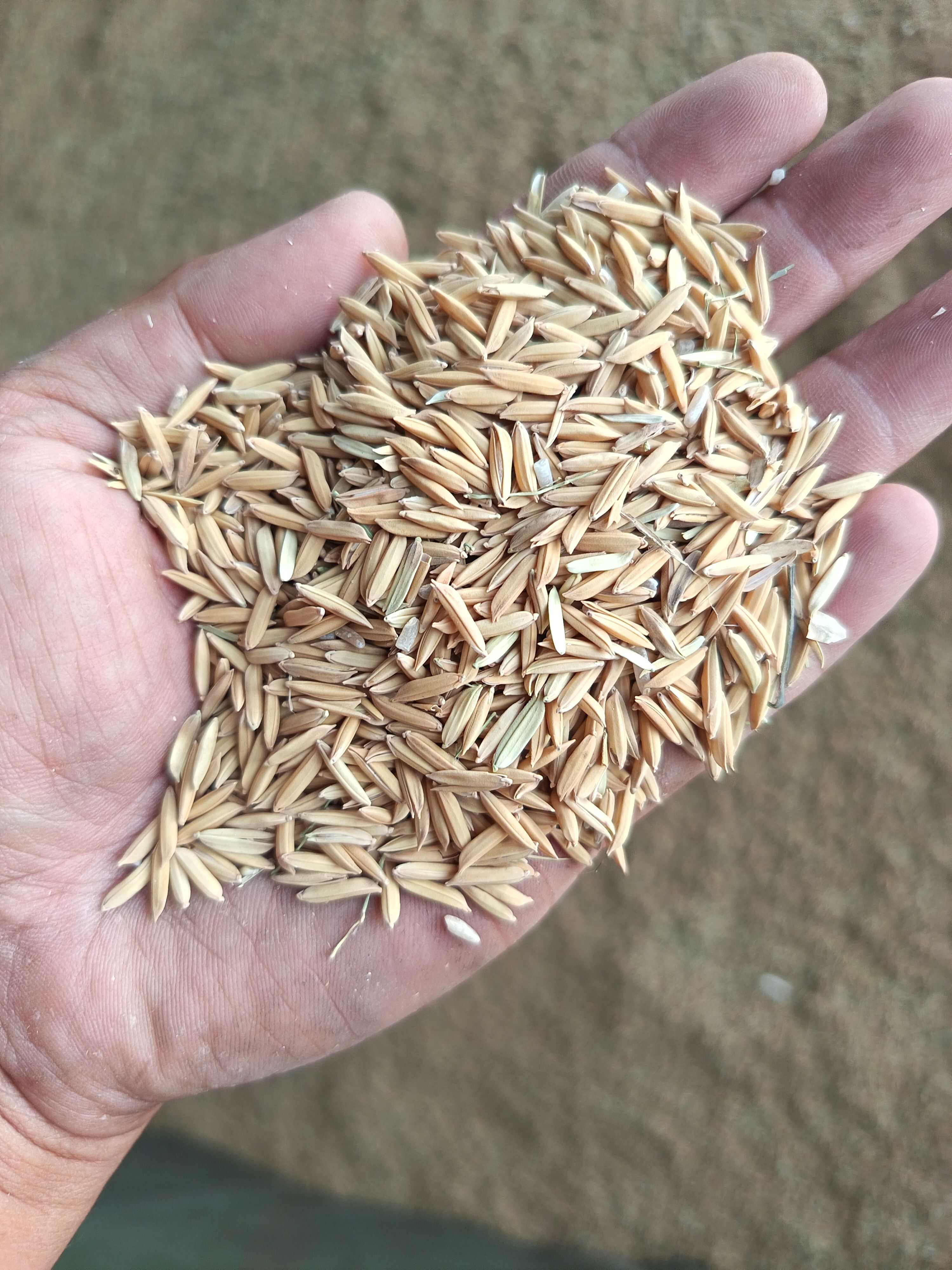 2025稻谷  泰优粤禾丝苗  宜香2115