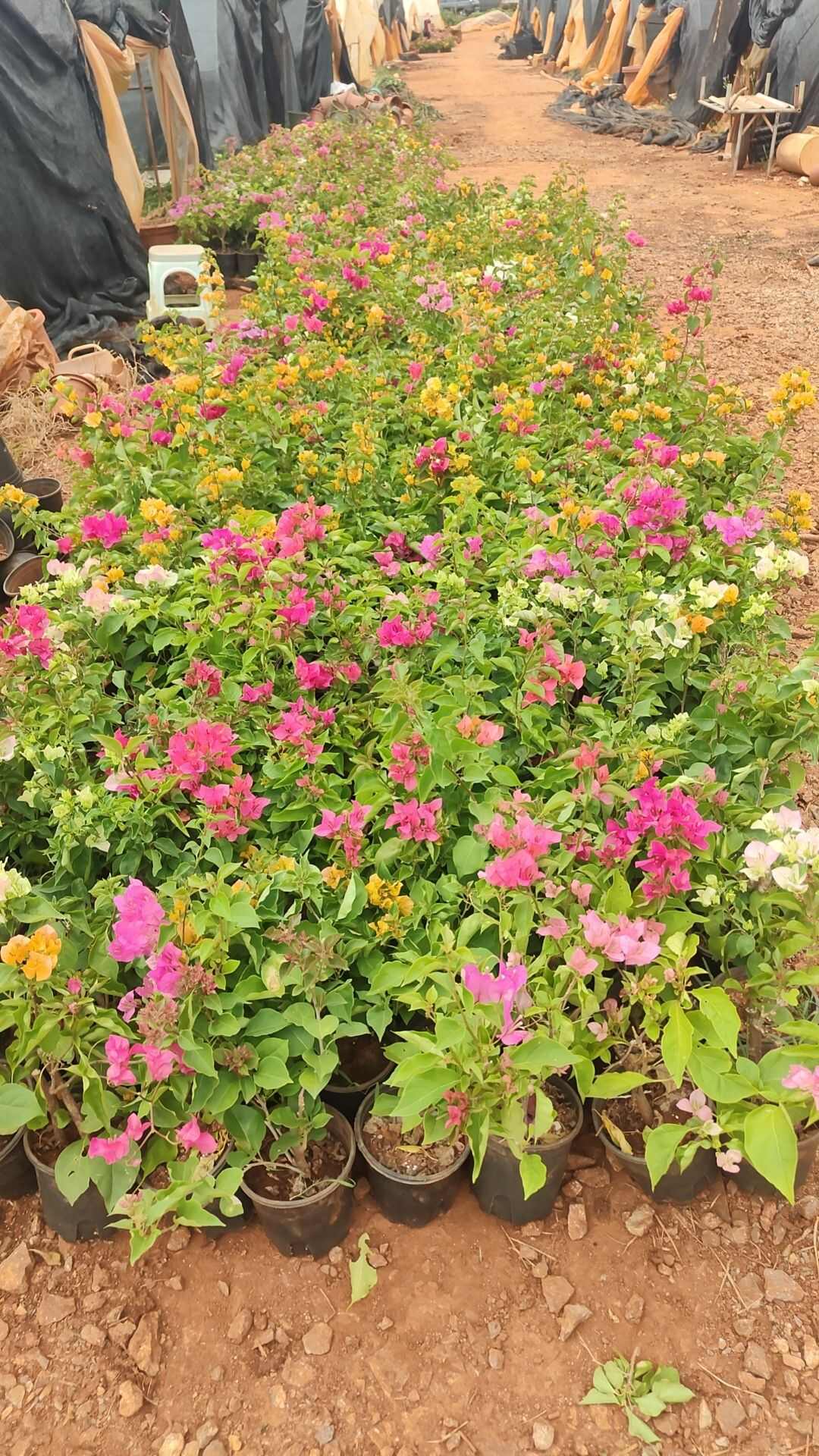 彩花三角梅