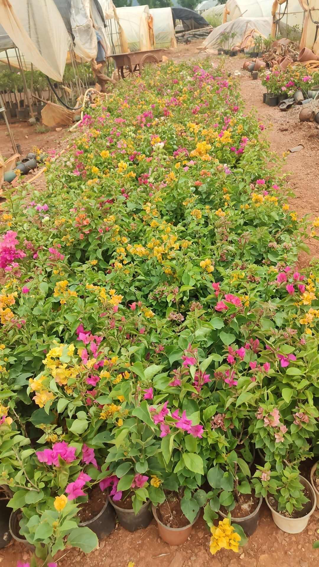 彩花三角梅