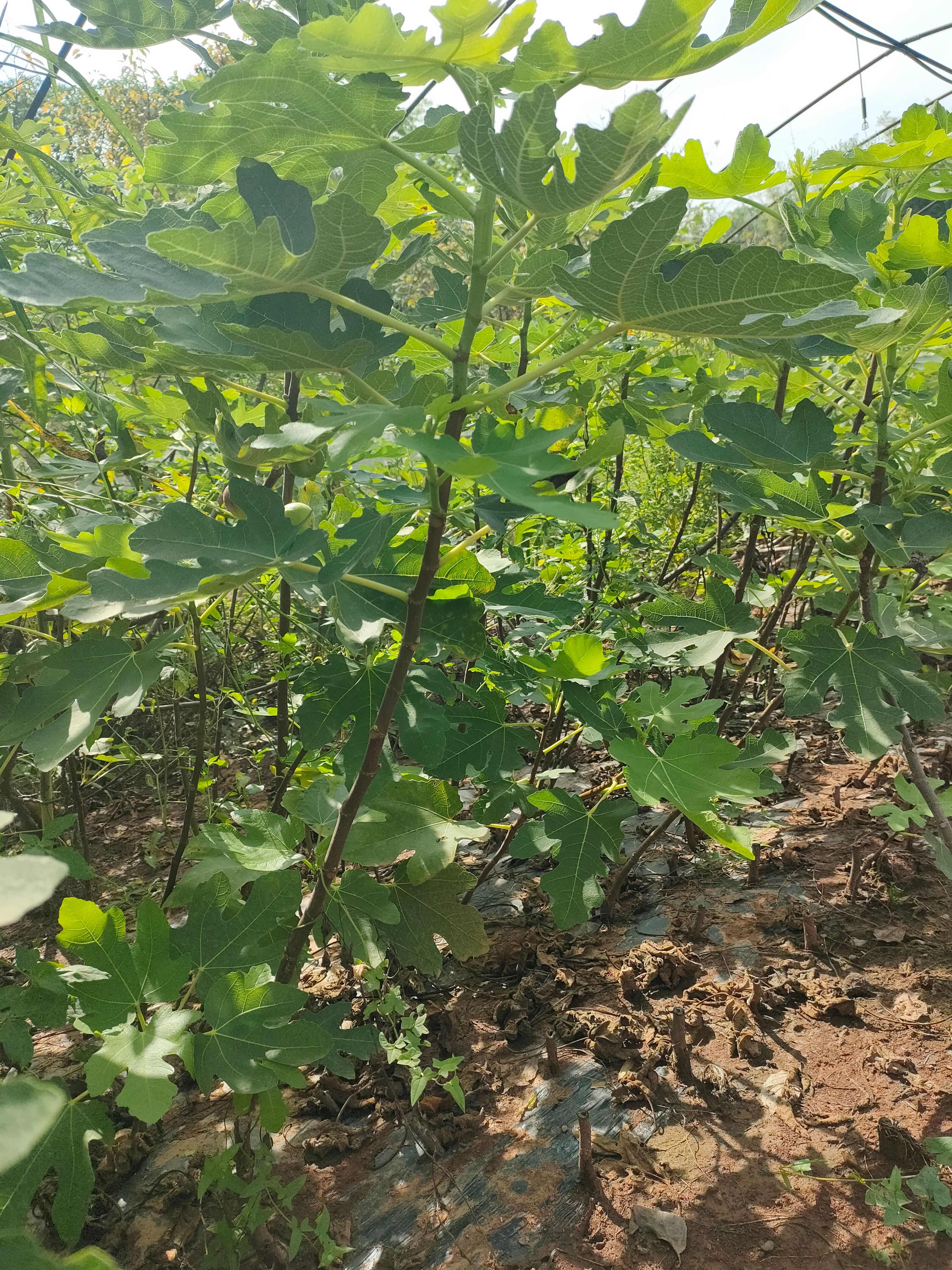 无花果树苗和枝条 现有波姬红玛斯义陶芬芭劳奈斯特拉格莱斯