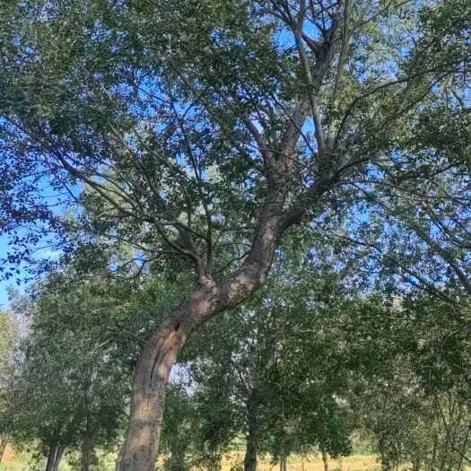 京山市异形朴树30一38公分