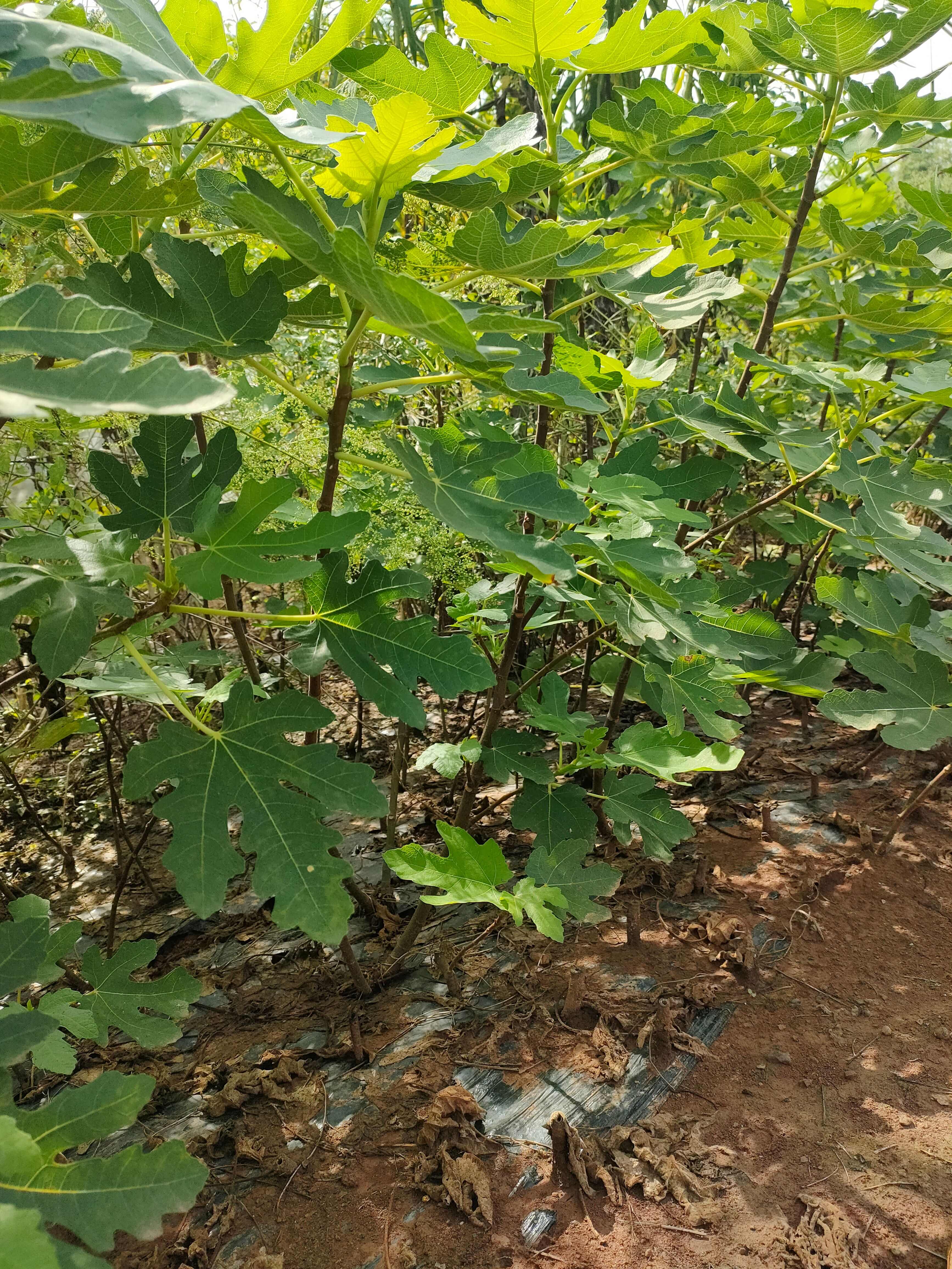 无花果树苗和枝条 现有波姬红玛斯义陶芬芭劳奈斯特拉格莱斯