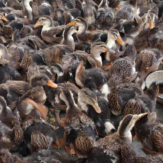 紫云县青壳4号蛋鸭中鸭出售