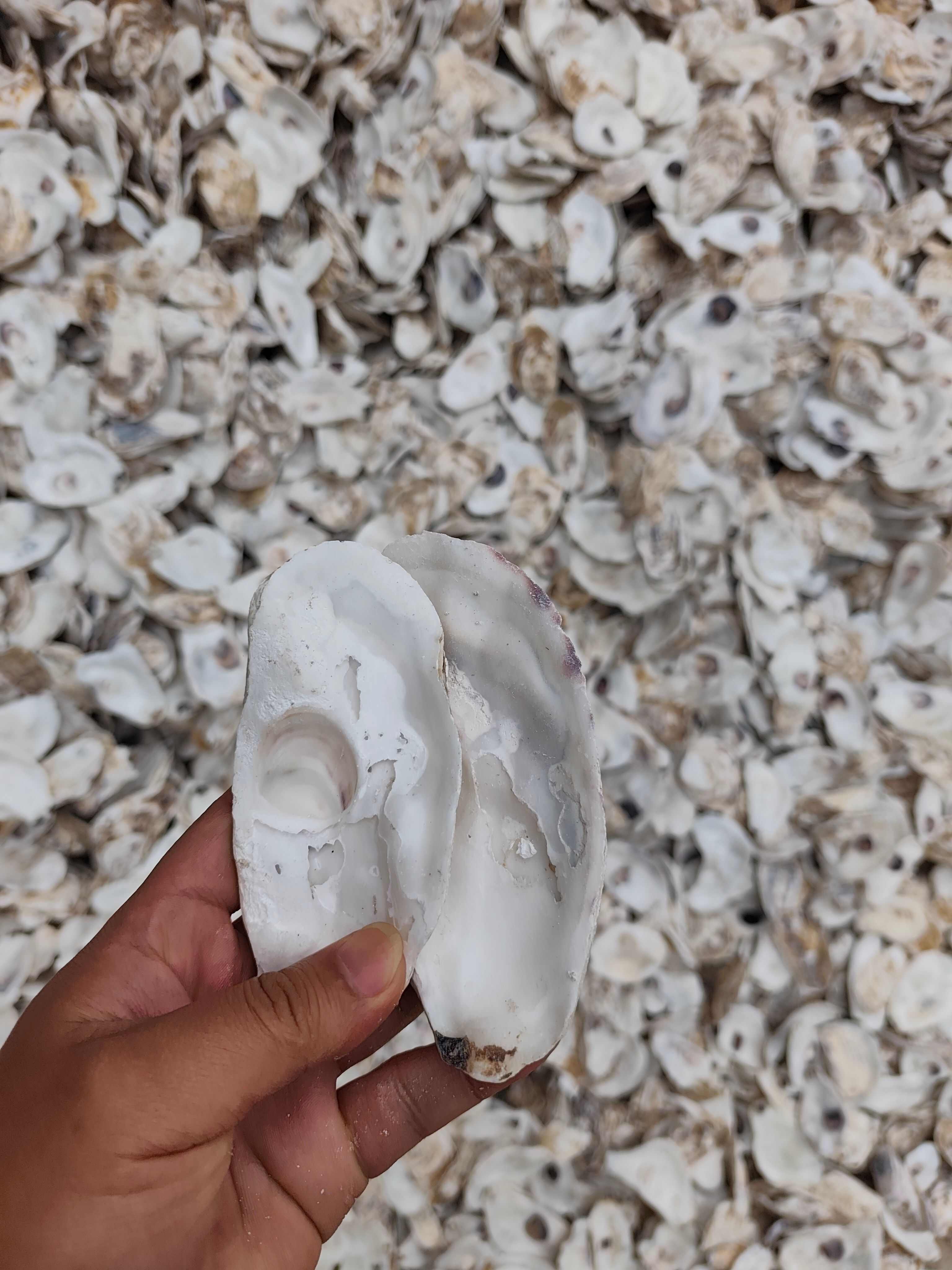 连云港赣榆牡蛎壳中药材原料供应